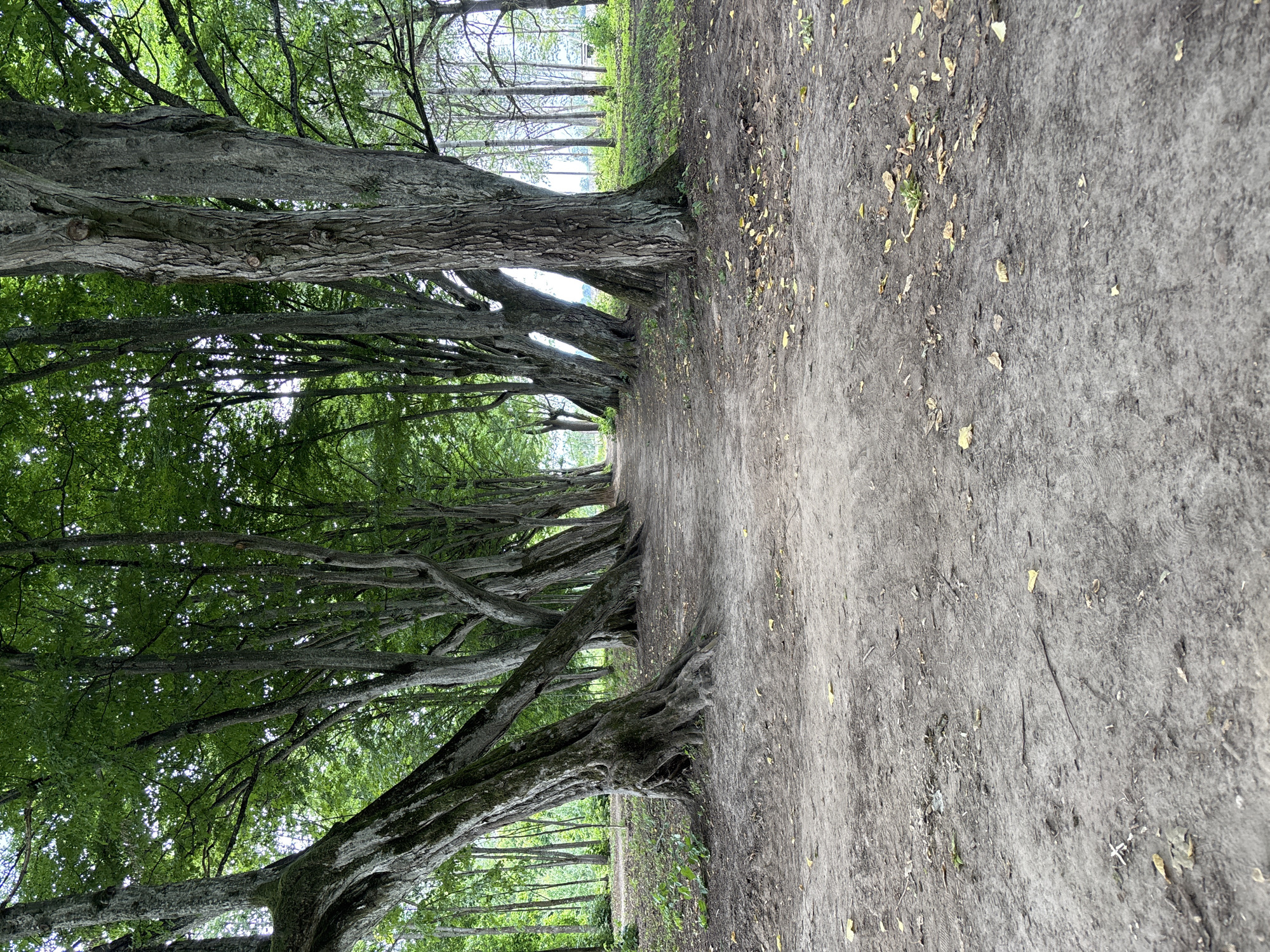 The image depicts a dirt path lined with a dense row of large, mature trees with gnarled trunks and sprawling branches. The trees are lush with green foliage, forming a canopy overhead that creates dappled light and shadow on the path. The path itself is unpaved, showing signs of foot traffic and scattered dry leaves. In the background, more trees are visible, some with thinner trunks, suggesting a wooded area. The overall environment is natural and suggests a park or forest setting. There are no people or animals visible in the image. The location is identified as the city of Zhaludok, Belarus.