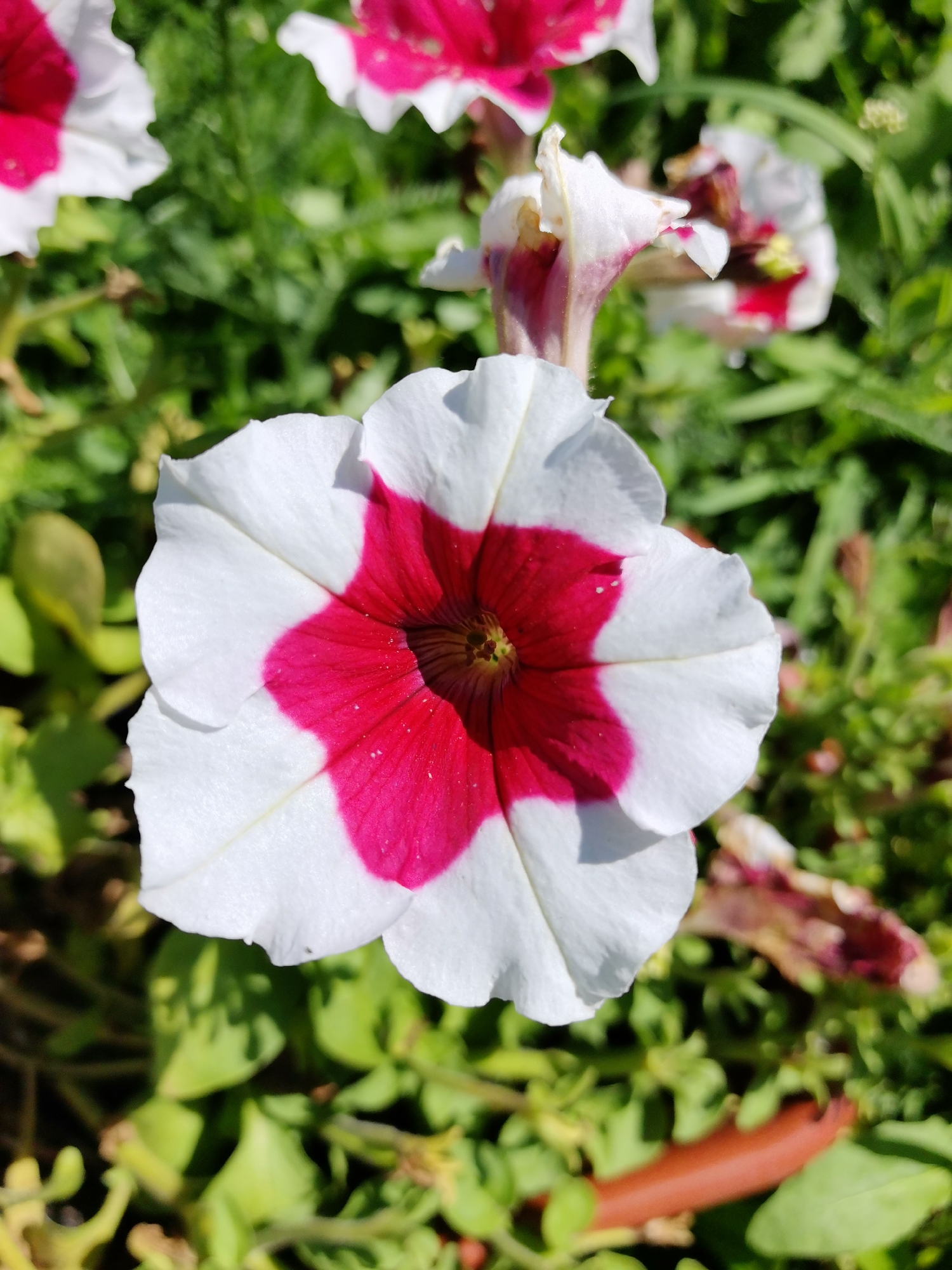 The image shows a close-up of a white petunia flower with a bright pink center. The flower has five petals and is in focus, while the background of green foliage and other partially visible flowers is blurred. The scene is outdoors, likely in a garden or park setting. There are no people or animals visible in the image. The lighting suggests it is daytime. There is no specific information about the location being in the city of Каймары, Russia, within the image itself.