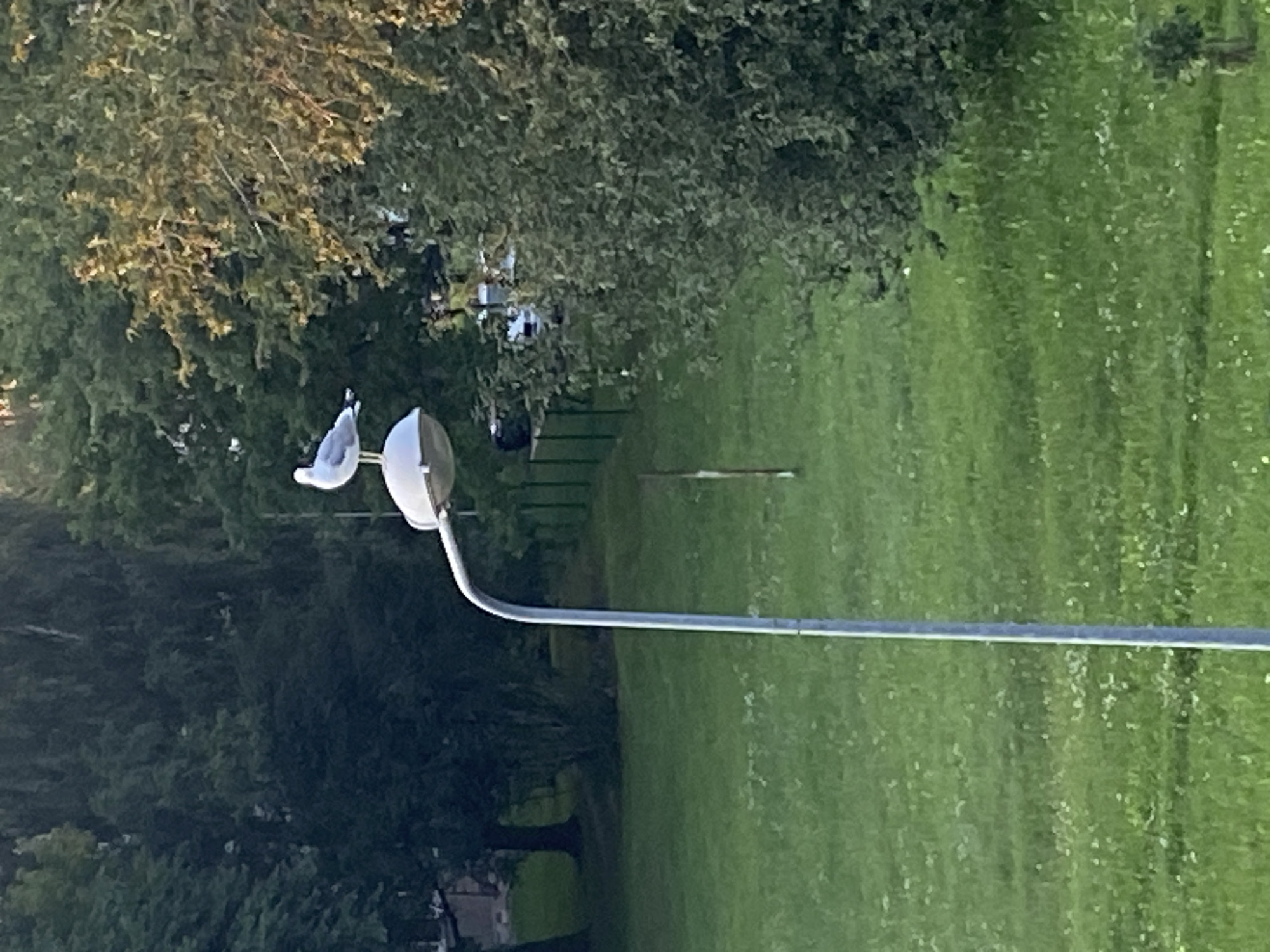 A single seagull is perched atop a white streetlamp in an outdoor, grassy area. The streetlamp is positioned in the foreground, slightly off-center to the left. Behind the streetlamp, a line of green fencing runs horizontally, and beyond that, trees and foliage create a lush, natural backdrop. The sky is not visible in the frame. The lighting suggests it is daytime, possibly late afternoon due to the warm tones on the leaves.