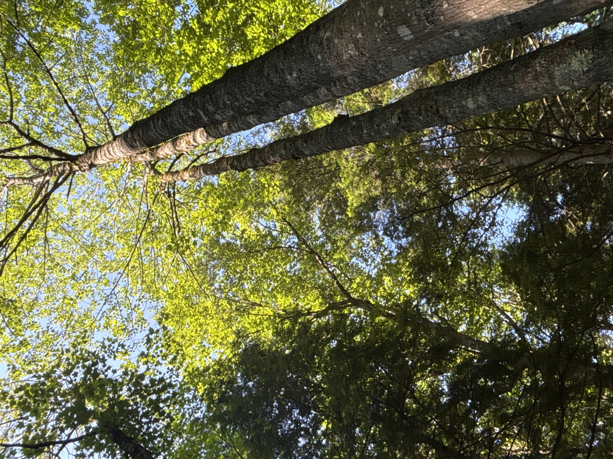 A low-angle shot looks up through the dense green canopy of a forest. The image is dominated by the rough, gray bark of several large tree trunks that rise vertically from the bottom of the frame, their branches extending outwards and upwards to create a textured ceiling of leaves against a bright blue sky. Sunlight filters through the leaves, dappling the scene with light and shadow. The forest floor is not visible, suggesting the image was taken from within the woods. The setting appears to be a natural woodland area, likely within the municipality of Duhamel, Canada, given the context of its location. There are no people or animals visible in the image.