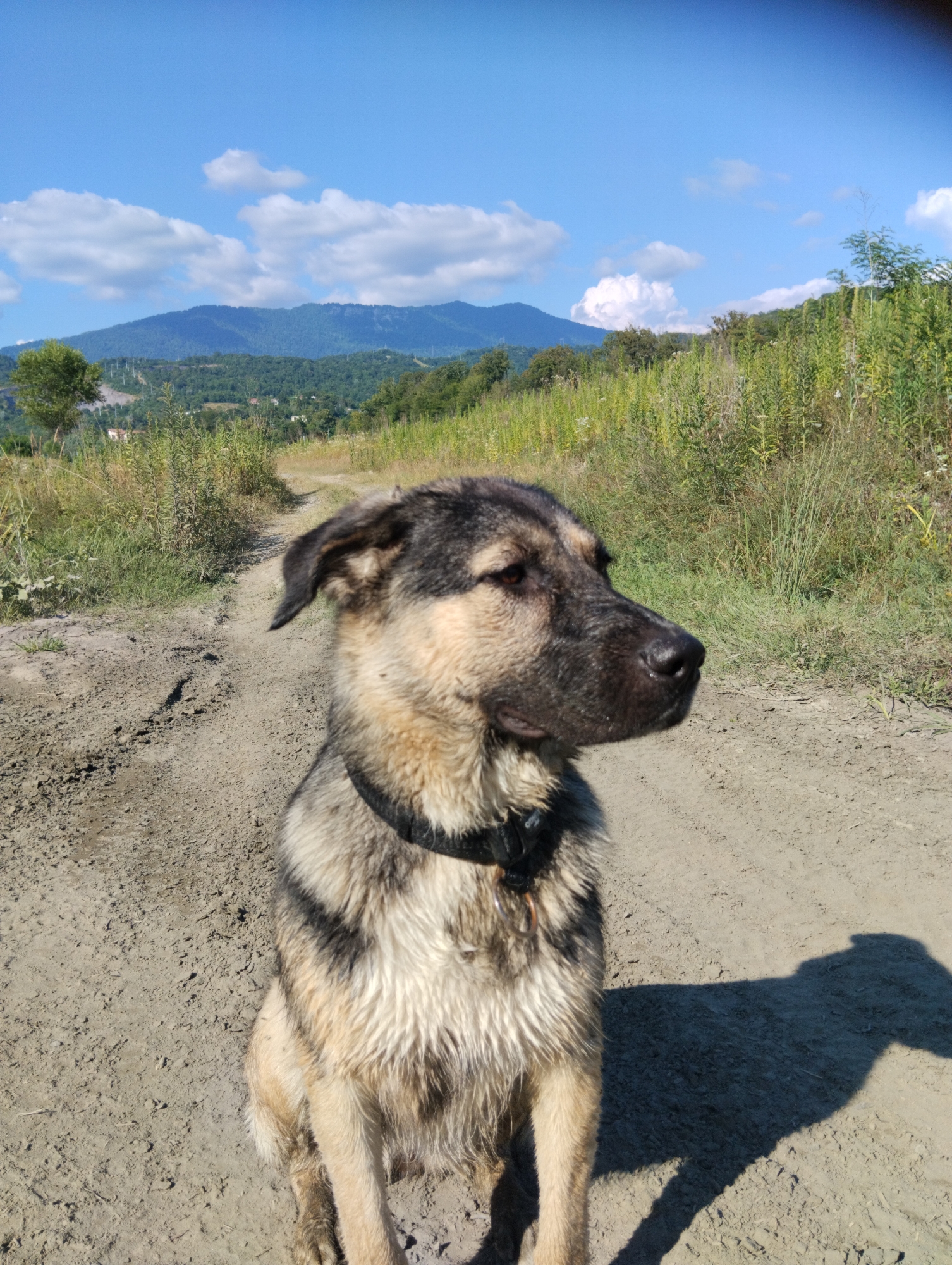 A medium-shot photograph captures a dog sitting on a dirt road in a rural, mountainous area. The dog, a large breed with tan and dark fur, is facing right and looking off into the distance. It wears a black collar. The road is unpaved and appears to have tire tracks. To the left and right of the road are overgrown fields of tall, green and yellow vegetation. In the background, rolling green hills and mountains are visible under a bright blue sky with scattered white clouds. The sun casts a shadow of the dog onto the road in front of it. The image appears to be taken in Adlerskiy, Russia, given the terrain and vegetation typical of the region, suggesting a natural, undeveloped outdoor setting.
