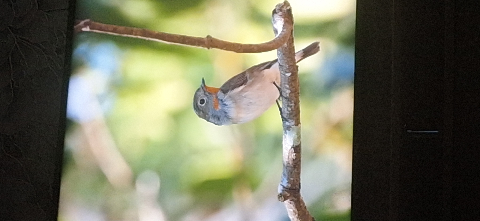 A bird is perched on a branch. The bird is facing to the right and has a gray head with a bright orange throat. It has a white belly and brown wings. The bird is in focus, while the background is blurred green and yellow. The branch it is perched on is rough and brown. There is a vertical branch to the right of the bird, also in focus. The bottom of the image shows a dark, out-of-focus area, likely a frame or a screen. The image is a photograph taken from a slightly low angle. There are no people or any elements that would indicate the location in Bila Tserkva, Ukraine.