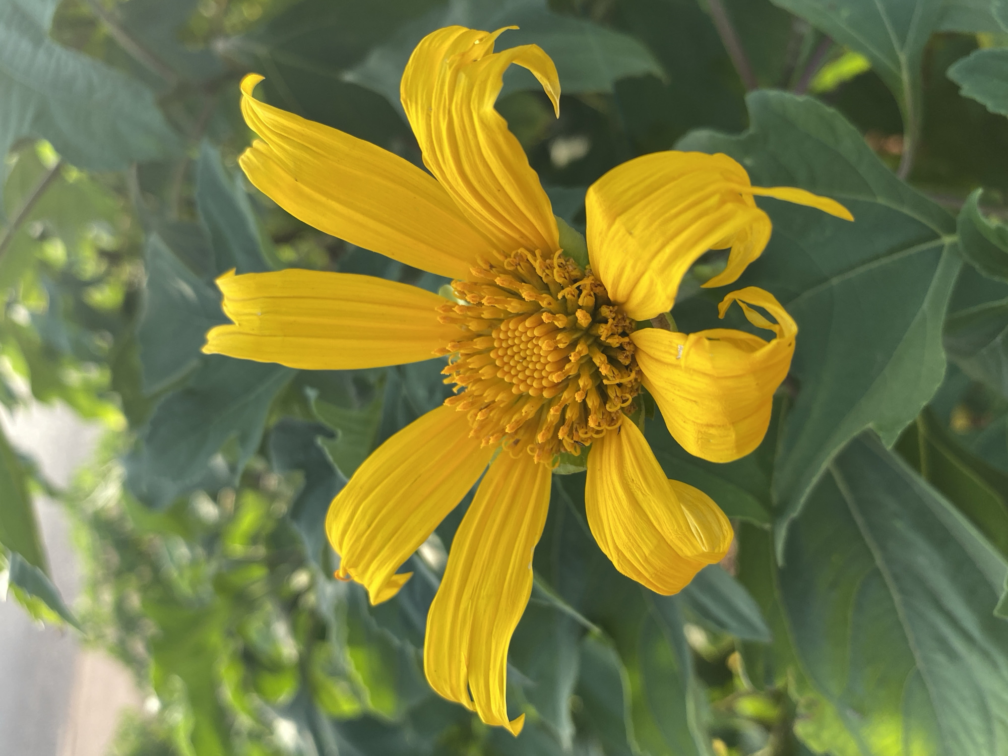 A high-angle close-up shows a yellow flower with textured petals and a cluster of small yellow buds in the center. Green leaves surround the flower. The environment suggests an outdoor setting. There is no evidence to verify the location in Bukuru, Nigeria, so this information is omitted.