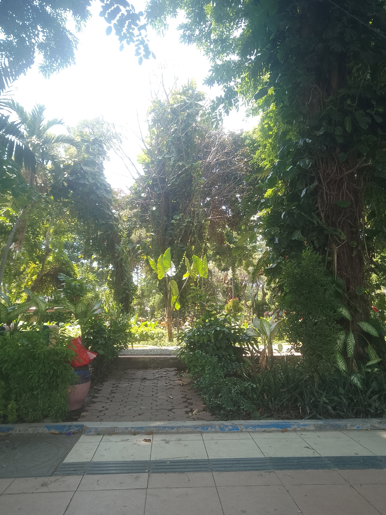 The image depicts a pathway in a park in Surabaya, Indonesia. The path is made of interlocking pavers and is bordered by lush greenery and trees. Sunlight filters through the dense foliage, creating dappled light. To the left, there's a large planter with a red object inside. In the foreground, a tiled sidewalk with tactile paving suggests the area is accessible. The overall impression is one of a tropical, verdant urban oasis.