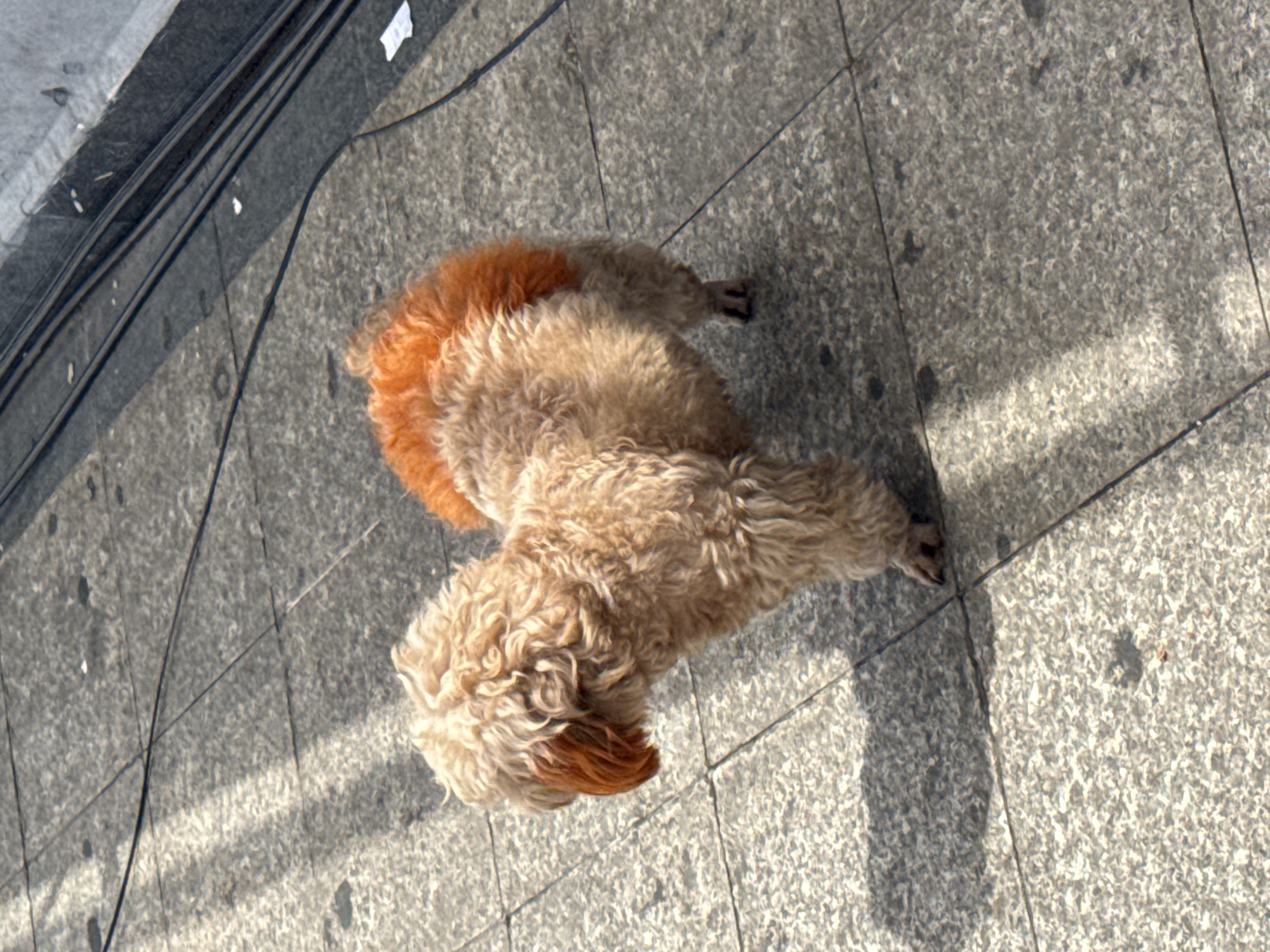 A light brown poodle with a patch of orange fur on its back stands on a stone-tiled sidewalk. The dog is facing left, with its head lowered as if sniffing the ground. The sidewalk is illuminated by sunlight, casting shadows. In the background, black cables run along a metal structure. This scene is located on a sidewalk in Da Lat, Vietnam.