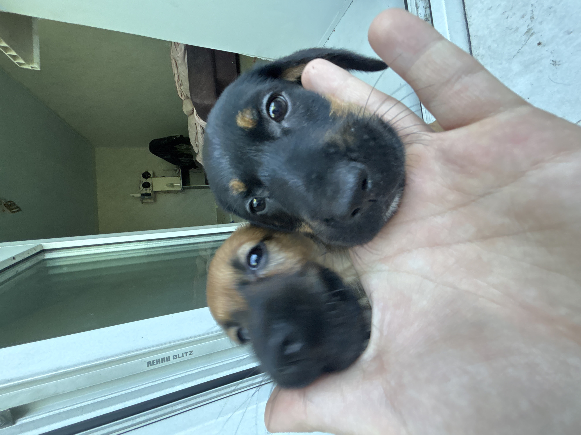 A close-up, slightly blurry, first-person perspective shot shows two young puppies being held in a person's palm, against a backdrop of a sliding glass door and an indoor room. The puppy on the left has tan fur with a black nose and appears to be looking forward, its left eye visible. The puppy on the right has black and tan fur, with a black nose and large, dark eyes that are also looking forward. The person's hand, with visible palm lines, is in the foreground, supporting the puppies' heads. Through the glass door, a room is visible, with a shelf unit on the wall holding some electrical equipment, a dark object draped over a table, and the corner of a bed with pinkish bedding. The overall lighting suggests it is daytime. The location is unknown.