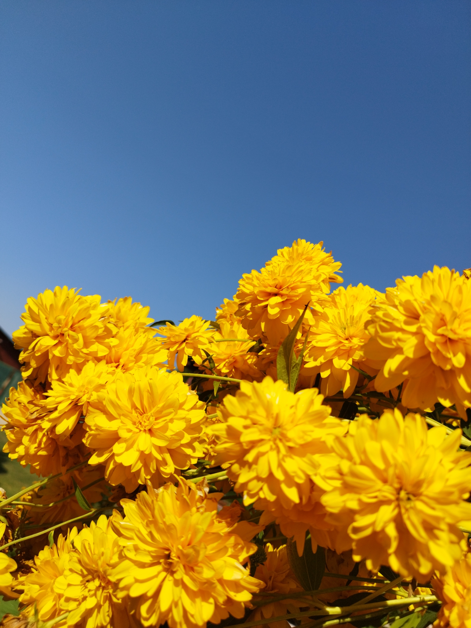 A low-angle, close-up shot shows a cluster of bright yellow, pom-pom-like flowers against a clear blue sky. The flowers are in various stages of bloom and fill the bottom two-thirds of the frame. Sunlight highlights the texture of the petals, creating a sense of depth. In the upper left corner, a sliver of a building with a green roof is visible. The image is taken outdoors, likely in a garden or park. There are no people or animals present. The sky occupies the top third of the image and is a uniform, cloudless blue, indicating a sunny day. The overall impression is one of natural beauty and vibrant color. Without further information, the specific location in Bucharest, Romania, cannot be determined from the visual elements alone.