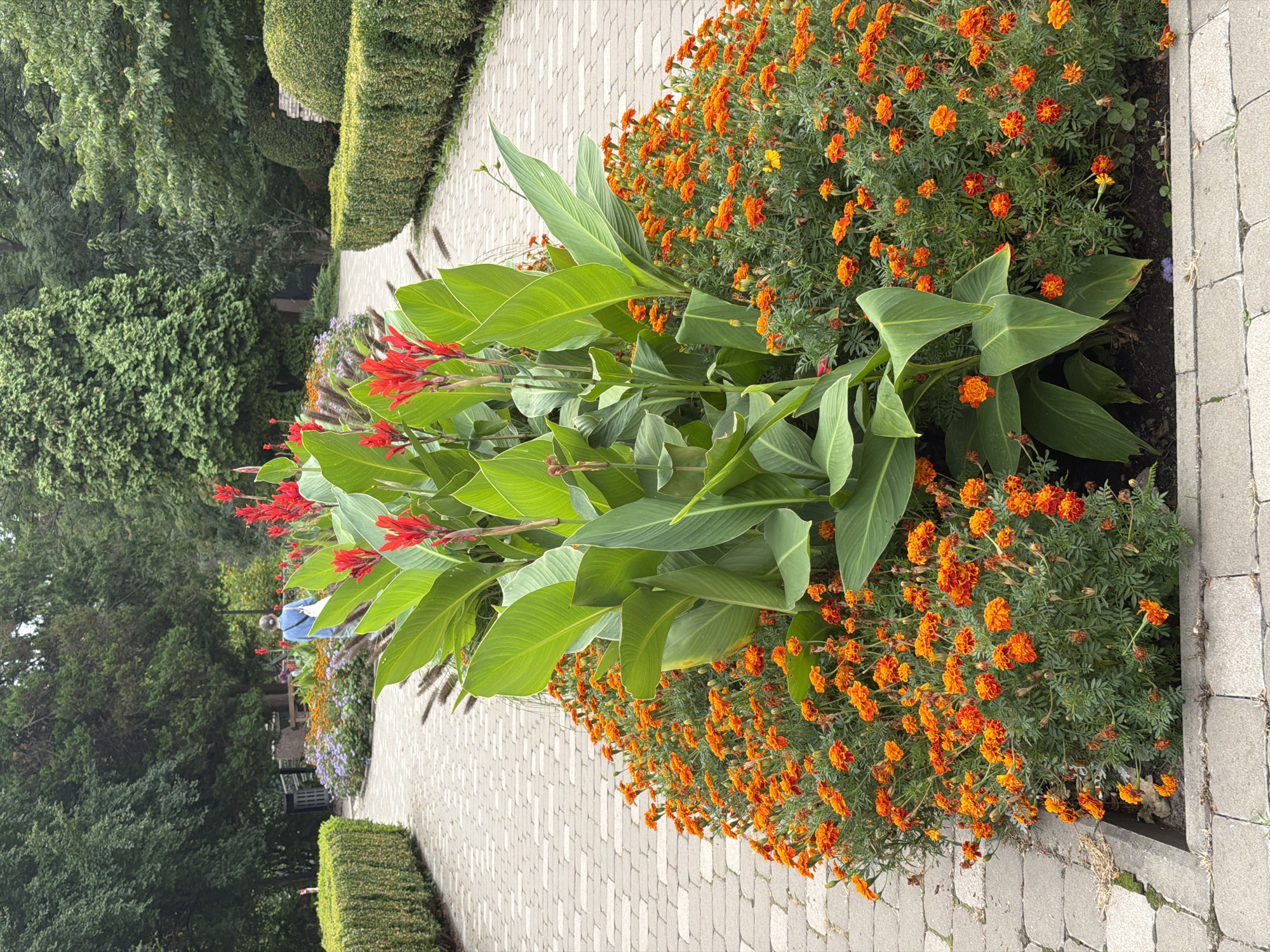 A person wearing a blue shirt and carrying a white bag walks on a paved pathway in a park. The pathway is lined with manicured hedges and flower beds. The flower beds contain a variety of plants, including tall green plants with red flowers and a dense carpet of small orange flowers. In the background, there are more trees and shrubs. The image appears to have been taken in Kyiv, Ukraine, during daytime.