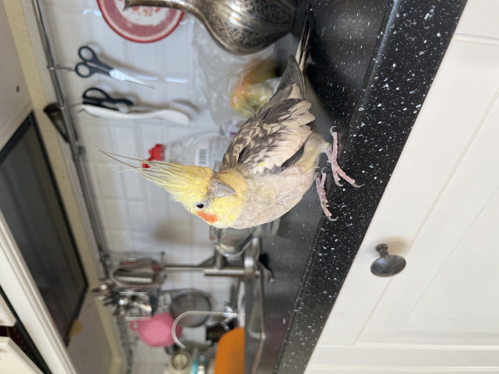 A medium shot captures a cockatiel perched on a speckled black countertop in a kitchen. The bird, facing the camera, has a crest of yellow feathers on its head, a red cheek patch, and grey and white plumage on its body. Its pink feet grip the edge of the counter. Behind the bird, various kitchen items are visible, including utensils hanging from a rack, a faucet, and containers. The background is a white tiled wall. The countertop appears to be part of a kitchen island or cabinetry. The lighting suggests an indoor environment, likely during the daytime. No people are present in the image. The image does not contain information that would indicate a location in the city of Korolyov, Russia.