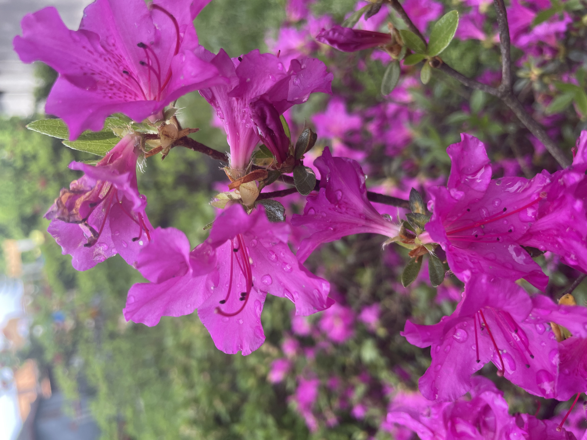 A close-up shot captures a cluster of bright pink azalea flowers, some with water droplets clinging to their petals. Green leaves interspersed among the blossoms provide a contrasting backdrop. The background features blurry greenery and hints of buildings.