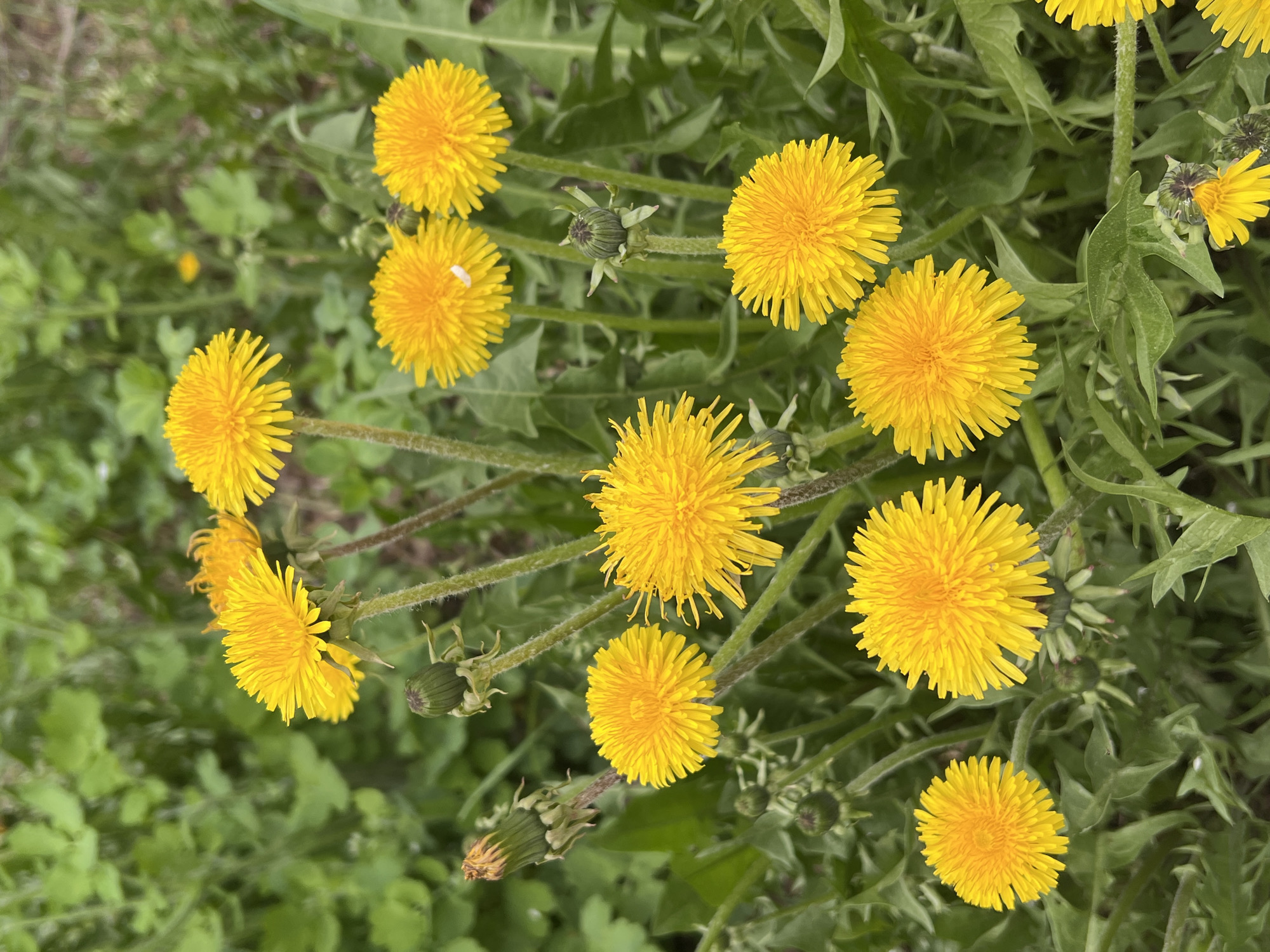 A close-up, overhead shot depicts a cluster of dandelions in full bloom. The dandelions have bright yellow, radially symmetrical flower heads, with numerous individual ray florets forming a dense sphere. The dandelion greens are present and are interspersed between the flowering heads. The background is a mix of green foliage. The specific location is not discernible from the image. No people or actions are visible.