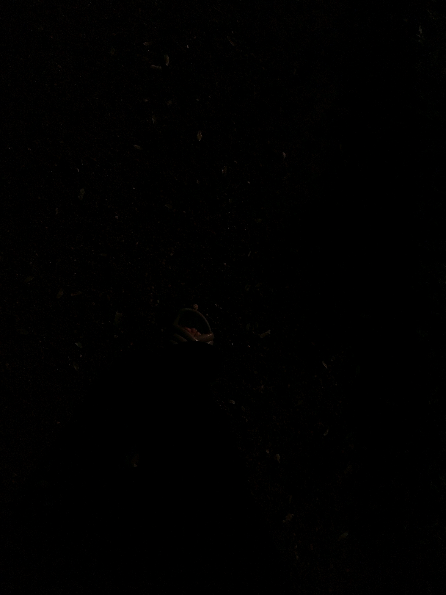 A dark, grainy, close-up, overhead shot focuses on a small, shallow, circular, shallow basket or bowl lying on the ground. The basket appears to be made of a natural material and is filled with a few small, reddish-brown objects, possibly berries or seeds. The basket is positioned towards the bottom right of the frame. The surrounding ground is dark and uneven, with small specks of lighter material scattered across it. The overall impression is one of a dimly lit, outdoor environment, possibly a rural or natural setting within Khoni Pagadyacha Pada, India, where this simple object has been placed or dropped.
