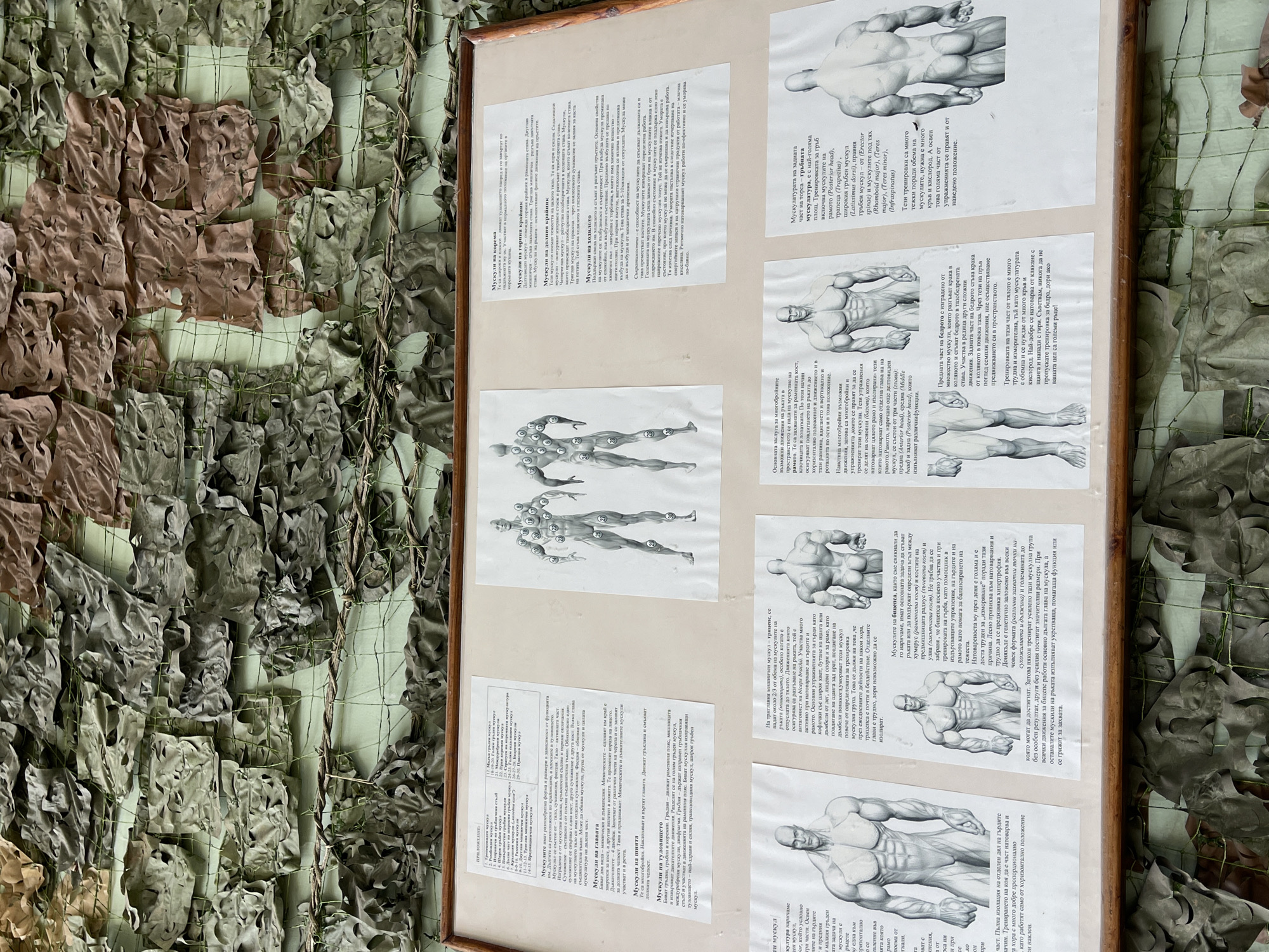Here's a detailed description of the image:
**General Description:**
The image shows a framed display of anatomical drawings and text related to human musculature. The display is attached to a wall covered with camouflage netting. The overall scene has a somewhat institutional or educational feel, possibly a classroom or training area.
**Subjects and Objects:**
* **Anatomical Drawings:** Several black and white illustrations of muscular human figures, depicting different muscle groups and poses. Some images also have numbered callouts.
* **Text Panels:** Adjacent to the drawings are text panels, which appear to contain descriptions and explanations of the muscles, possibly in Bulgarian.
* **Frame:** The display is enclosed in a wooden frame.
* **Camouflage Netting:** The wall is covered with camouflage netting, which appears to be a mix of green and brown tones, creating a textured background.
* **Wall:** The netting is mounted on a painted wall.
**People (if any):**
No people are visible. The content focuses on anatomy and instructional material.
**Actions and Interactions:**
The scene captures a static display of educational content. The interaction would involve someone reading or studying the material.
**Environment:**
* The setting seems indoors, possibly a classroom, a training facility, or a museum exhibit area.
* The use of camouflage netting creates a specific ambiance, perhaps related to military or outdoor activities.
**Possible location in Veliko Tarnovo, Bulgaria**
Given the information from the text and the image, a likely location within Veliko Tarnovo could be a military training facility, a sports academy, or a health-related educational center.