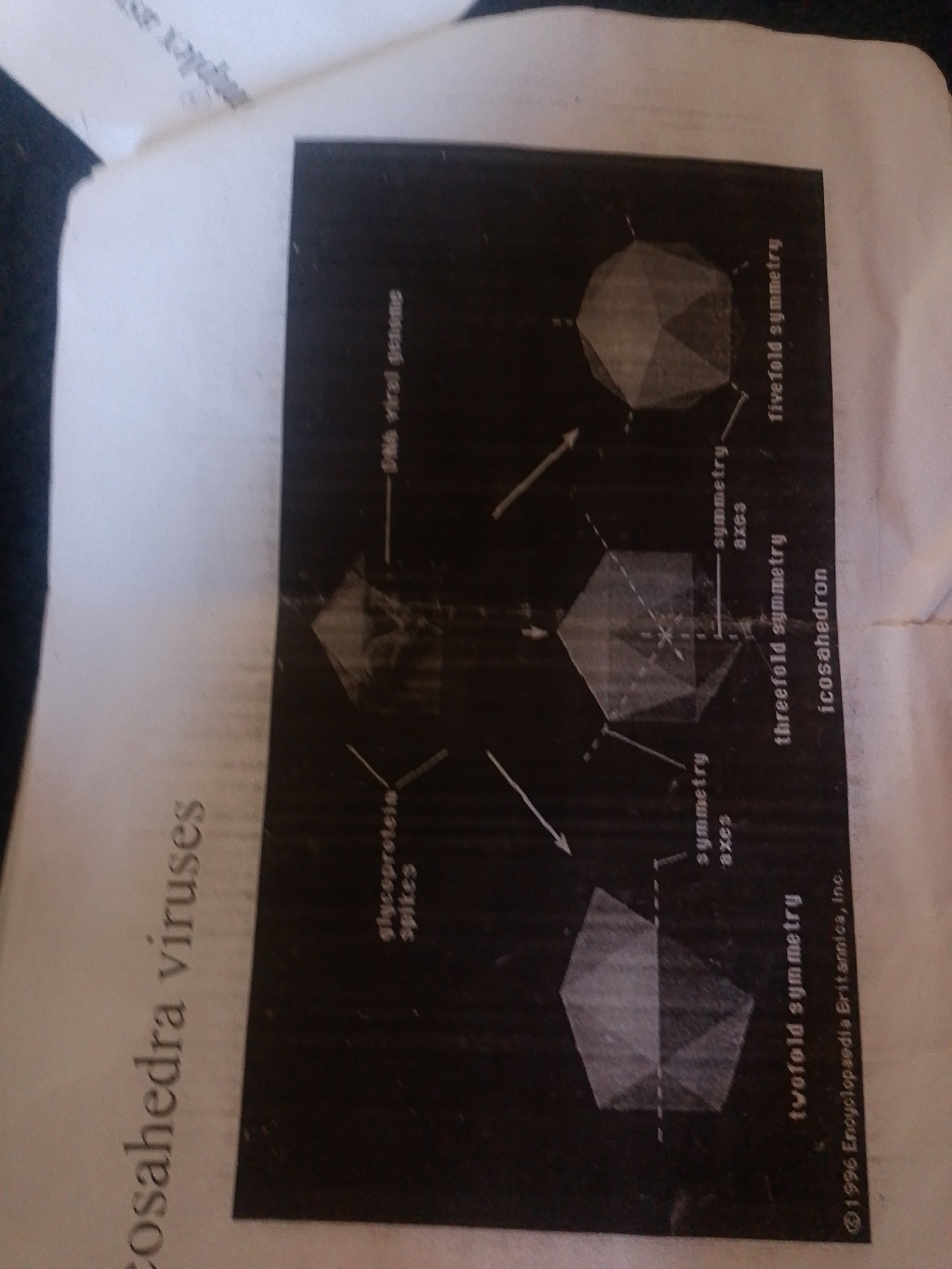 The image displays a page from a book or publication, featuring diagrams and text related to icosahedral viruses. The primary subject is scientific illustration, with multiple depictions of geometric shapes representing viral structures and their symmetries. These include representations of fivefold, threefold, and twofold symmetry axes, and the overall structure of an icosahedron. Arrows and labels point to different components, such as "DNA viral genome," "glycoprotein spikes," and "icosahedron."
The text also includes copyright information: "©1996 Encyclopaedia Britannica, Inc."
The overall scene is a close-up of a printed page, likely viewed in an indoor setting. There are no people, specific locations, time of day, or weather cues evident in the image. The image is oriented with the text running vertically along the left and right sides. The quality of the image is moderate, with some blurring and glare, suggesting it might be a photograph of a page rather than a scan. The context of Jalingo, Nigeria, does not appear to be directly relevant to the content of the image itself, which is a scientific diagram.