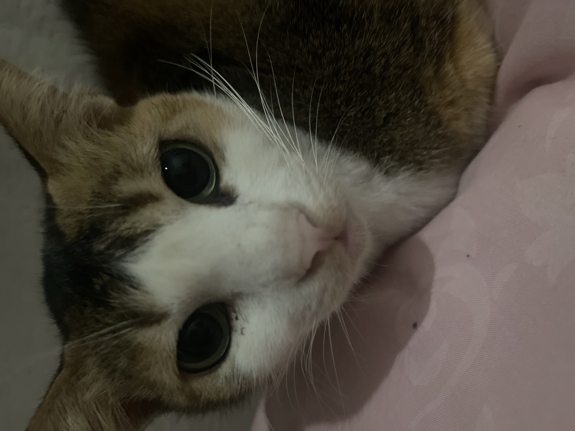 This is a close-up, low-angle, tilted shot of a calico cat's face. The cat is lying on a pink surface, likely a blanket or pillow. Its fur is a mix of white, black, orange, and brown patches. The cat's eyes are large, round, and dark, with a reflective highlight in each pupil. Its nose is small and pink, and its white whiskers are long and prominent, fanning out from its snout. The cat's expression appears calm and curious, with its head tilted to the side. The lighting is soft, suggesting an indoor setting, possibly in the evening or a dimly lit room. No text is visible in the image.