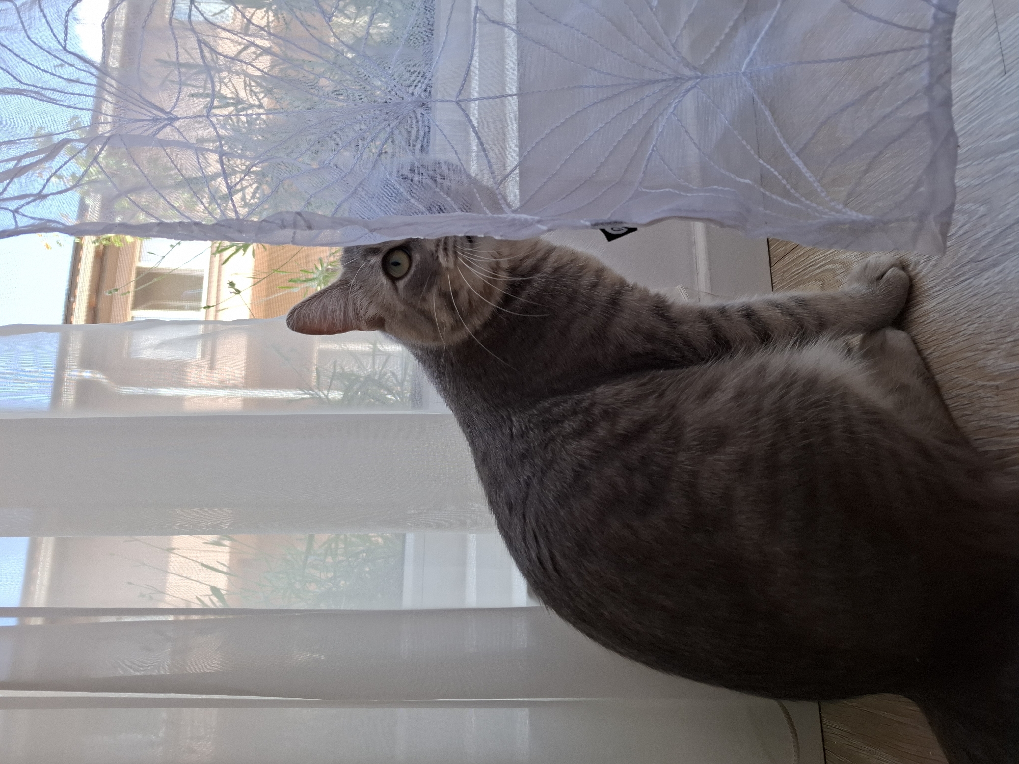 A gray tabby cat is positioned on a light wooden floor indoors, with its body oriented towards the right. The cat's left side of its head, including a visible green eye, ear, and white whiskers, is exposed as it peeks from behind a white sheer curtain on the right. This curtain features a prominent white embroidered pattern resembling a fan or stylized leaf. To the left, multiple plain white sheer curtains hang vertically, partially obscuring the background. Through the translucent window, a light-colored building with discernible windows and green vegetation is visible beneath a bright sky. The scene is located in Zemun Urban Municipality, Serbia.