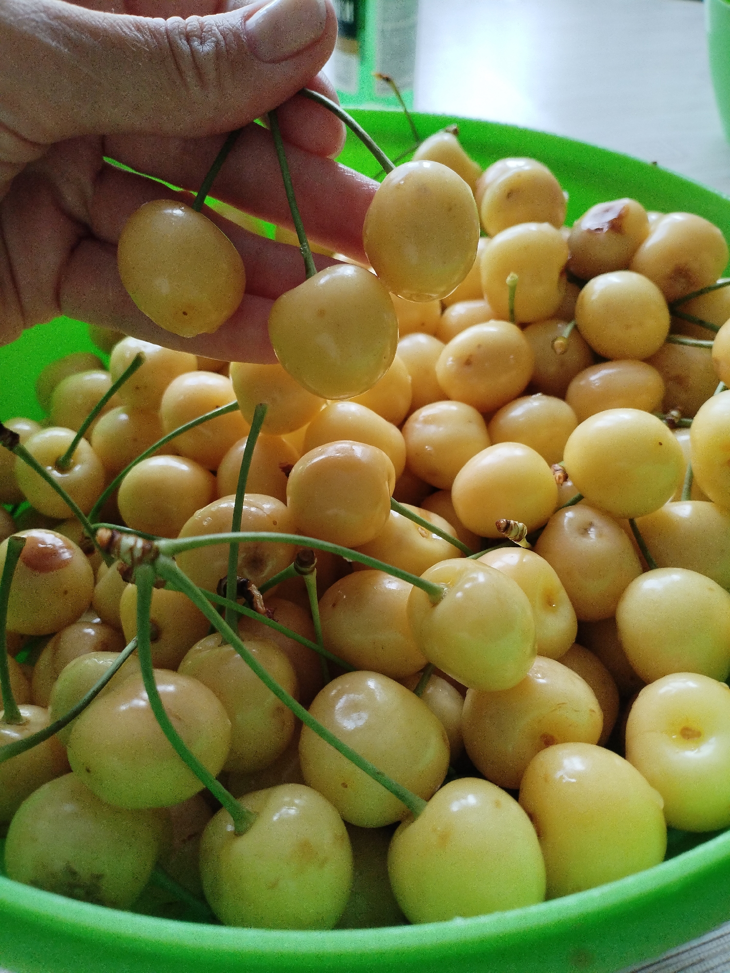 A close-up shot shows a hand holding a cluster of light yellow cherries. The cherries are round with smooth skin, and some have small green stems attached. They are clustered together in a bright green plastic bowl, with many more cherries filling the bowl. The background is slightly blurred, showing a light-colored surface and some green elements, possibly from a plant or another bowl. The lighting suggests it is daytime, and the overall impression is of fresh, ripe fruit. The location context is Vinogradny, Russia. There is no visible text in the image.