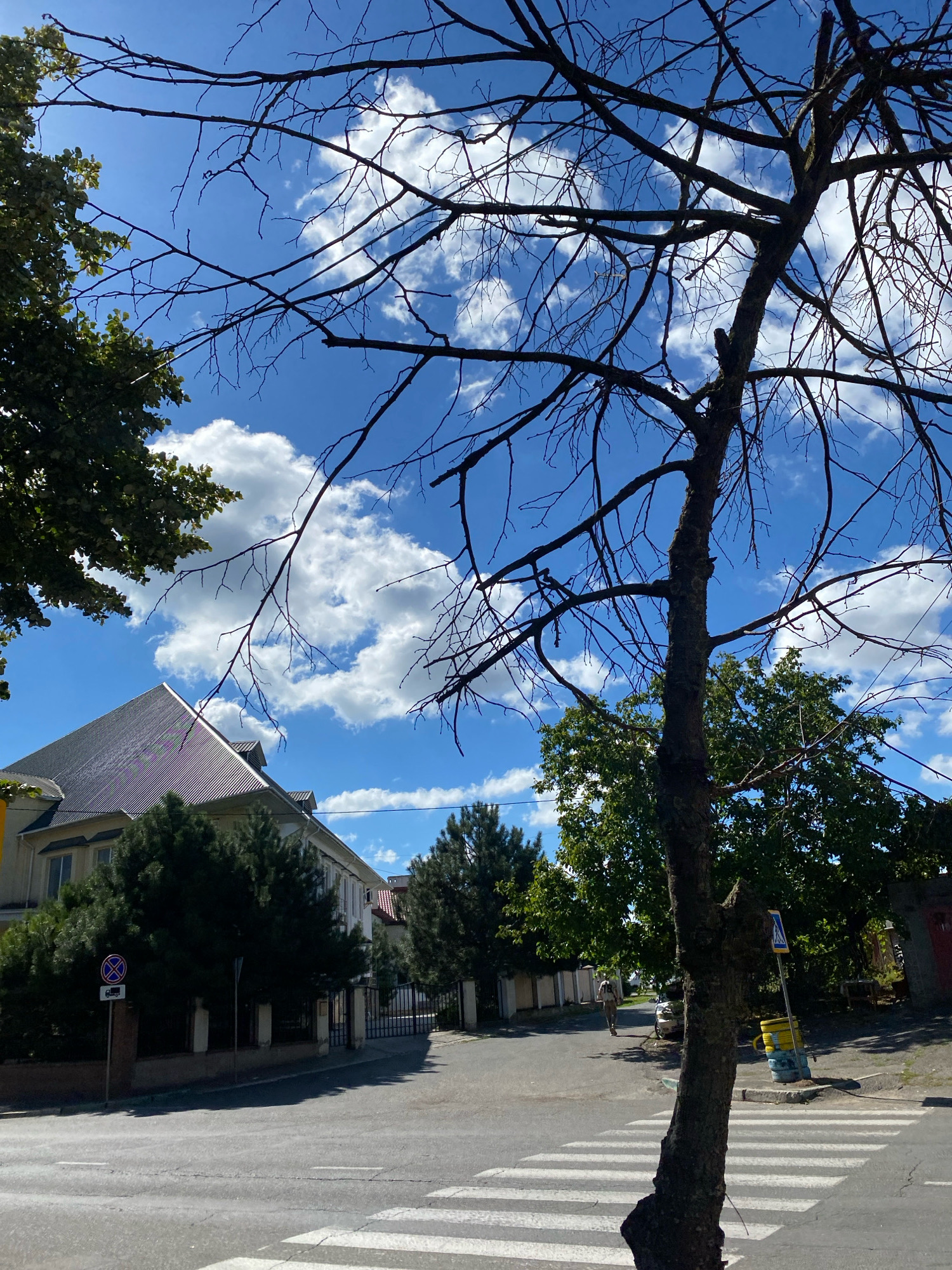 This is a medium-shot, vertical, eye-level outdoor photograph taken in Chornomorsk, Ukraine. The scene depicts a street with a pedestrian crossing in the foreground. A large tree with bare branches dominates the right side of the frame, its trunk in sharp focus. Beyond the tree, a road curves to the left, bordered by a sidewalk and a building with a dark, corrugated roof and dormer windows. Dense, dark green evergreen trees line the front of the building. A blue and white pedestrian crossing sign is visible on the left side of the road. Further down the street, a person in a light-colored shirt and dark pants is walking away from the camera. The sky is a vibrant blue with scattered white, puffy clouds. The lighting suggests it is daytime, likely late morning or early afternoon, given the bright sunlight and defined shadows.