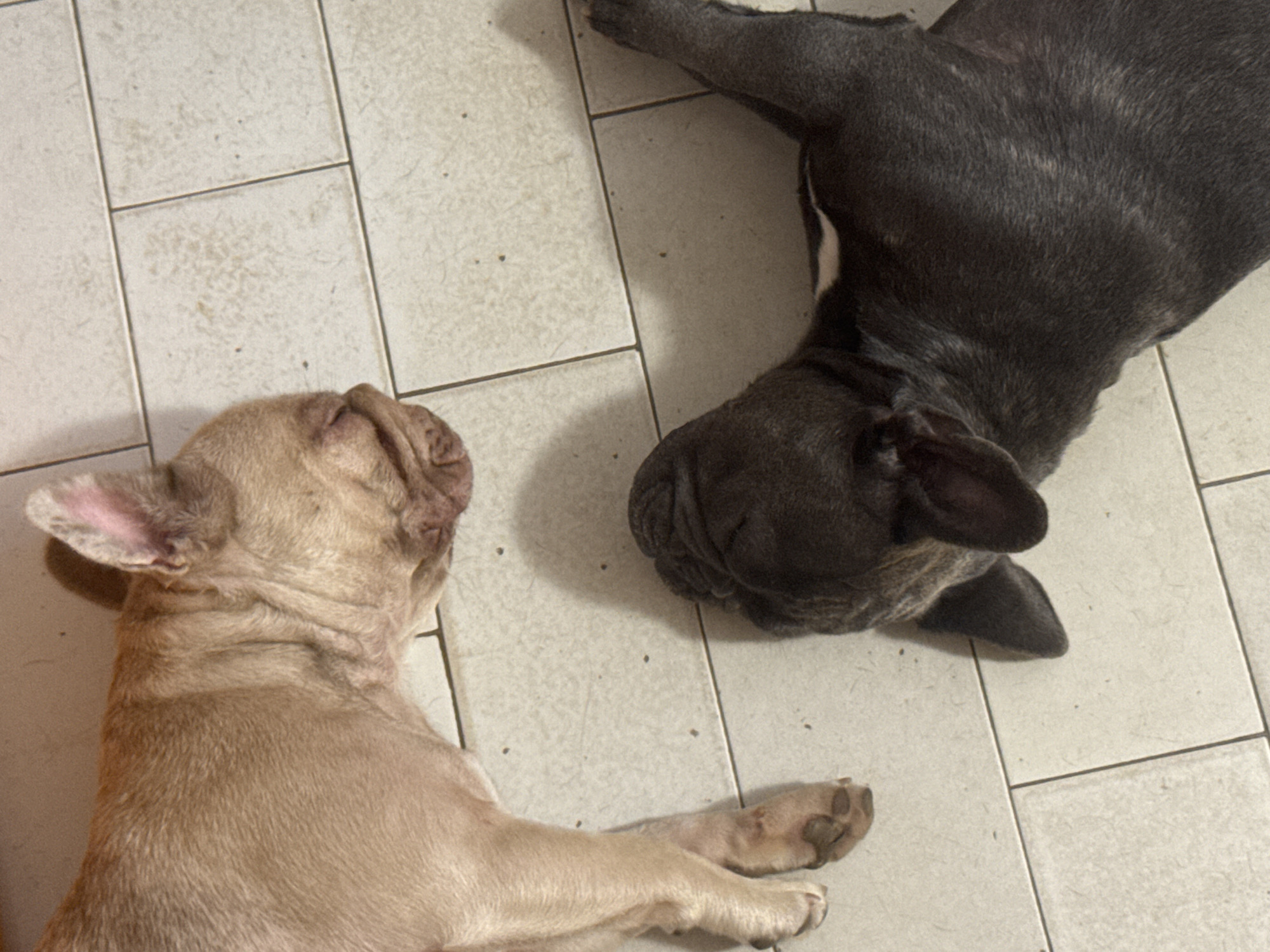Two French Bulldogs are lying on a tiled floor. The dog on the left is a fawn color, and the dog on the right is dark gray. The tiles appear to be light-colored with dark grout lines. There is a shadow cast by the dogs on the floor. This image was taken in San Benedetto del Tronto, Italy.