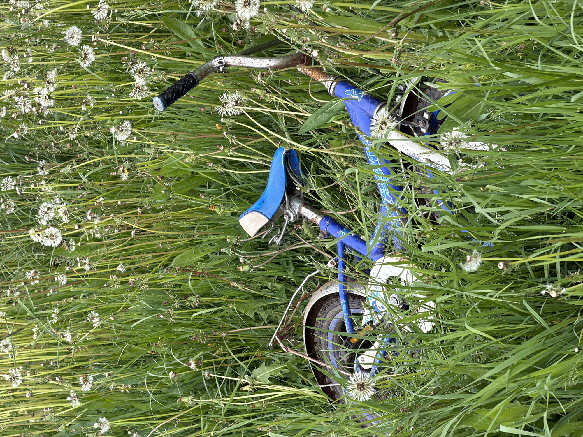 An overhead shot captures a blue and white bicycle partially obscured by tall, dense green grass and numerous dandelion seed heads in what appears to be an overgrown field or roadside in Marakushi, Russia. The bicycle is lying on its side, with the handlebars and part of the frame and front wheel visible.

The bicycle features a vibrant blue main frame and a blue saddle. Its handlebars show signs of rust, contrasting with the black rubber grips. The front fender and a portion of the tire are visible, covered in mud, suggesting recent use in wet conditions or prolonged exposure to the elements. Rust is also noticeable on various metal components of the bike.

The surrounding environment is lush with high green grass, interspersed with countless white, fluffy dandelion seed heads, indicating late spring or early summer. The light suggests it is daytime. No people are visible, and no specific activity is taking place other than the bike resting, seemingly abandoned or temporarily left, amidst nature. There is no clearly discernible text visible on the bicycle or in the scene.