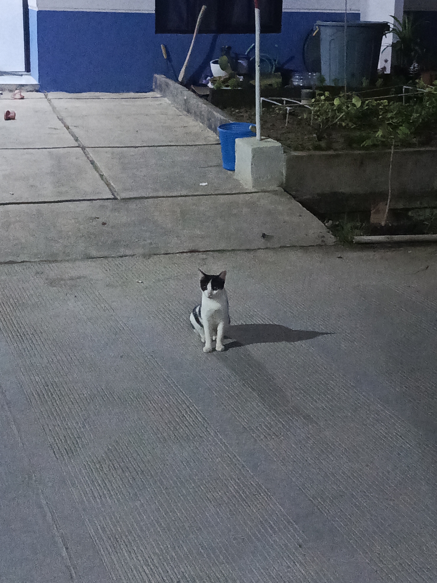 A black and white cat is sitting on a concrete surface. The cat is facing forward and appears to be alert. The concrete surface has lines of texture. In the background, there is a building with blue and white walls, a raised garden bed with plants, and some containers. There are also some objects on the concrete such as a red item and a blue bucket. The lighting suggests it is either dusk or nighttime. The location is specified as Muktiwari, Indonesia.