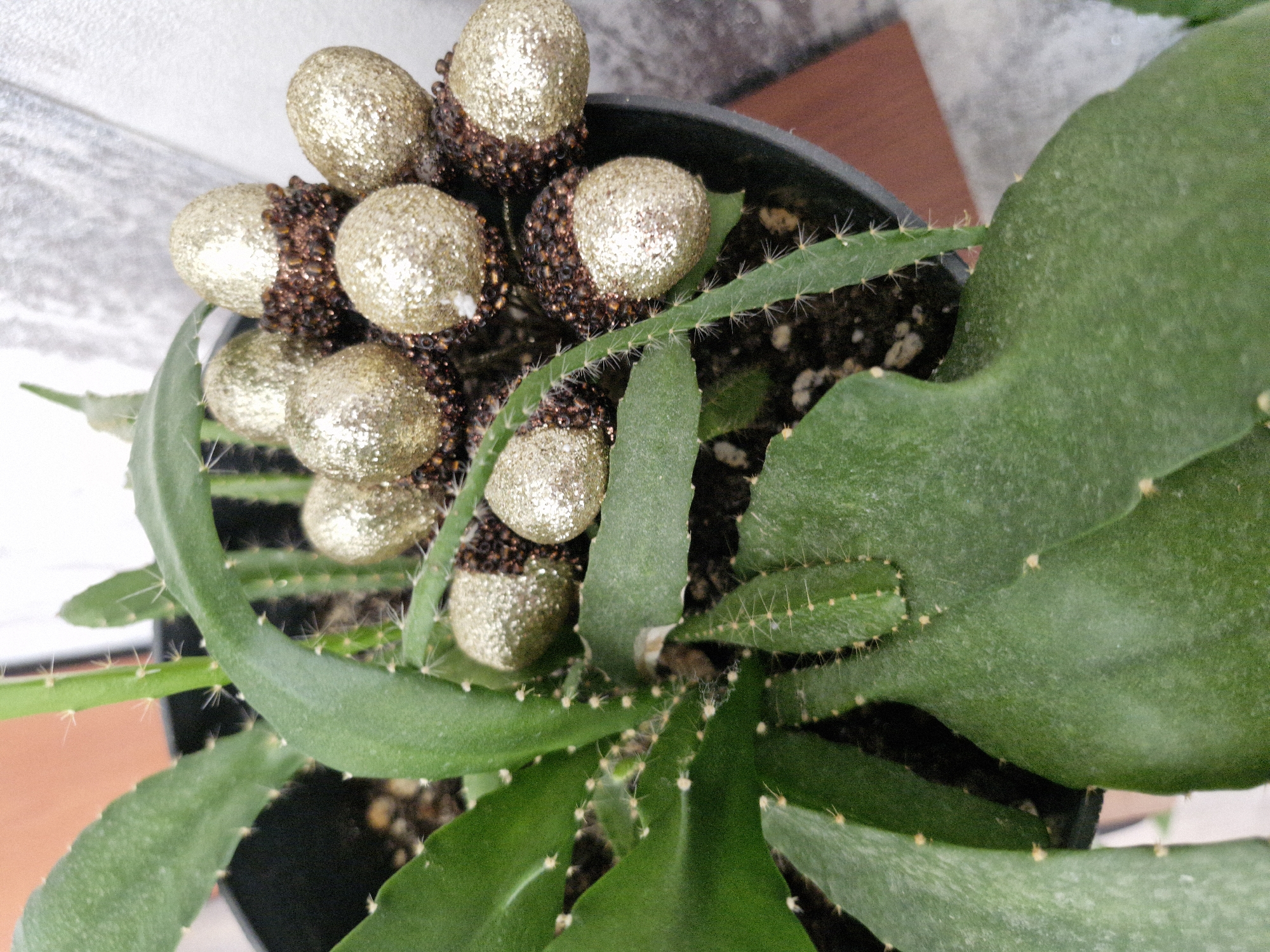 This is a close-up, eye-level, indoor photograph of a potted cactus with decorative elements. The cactus is in a black plastic pot filled with dark soil. The plant has several thick, green, flattened stems, some of which are segmented and appear to be growing upwards and outwards. Small, sharp spines are visible along the edges and surfaces of the stems.
Nestled within the cactus foliage are several decorative objects that resemble acorns. These "acorns" are gold-colored and covered in glitter, with a dark brown, bead-like material forming a cap around the base of each one. They appear to be attached to the plant, possibly as a festive decoration.
The background is slightly out of focus, showing a textured, light-colored surface, possibly a wall or a large stone, and a hint of a reddish-brown surface, perhaps a wooden table or floor.
The photograph does not contain any people or provide any specific details that would allow for the determination of its location in Kazan, Russia. The scene is static and appears to be a still life arrangement.