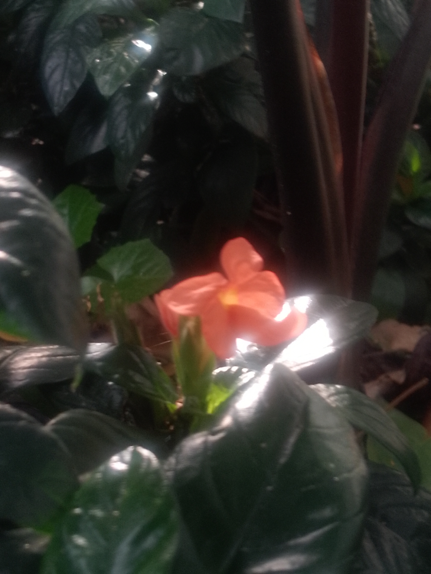 The image shows an orange flower, possibly a type of crossandra or similar tropical bloom, nestled amidst lush green foliage. The leaves appear glossy and possibly wet. Dark brown, almost black, stems or branches are visible in the background. The location is presumed to be Davao City, Philippines. There are no people or actions visible in the image. The sole subject is the flower and the surrounding plant life. The environment is dimly lit, suggesting an indoor setting or a shaded outdoor area. The image is somewhat blurry and has areas of bright light, making it difficult to see finer details.