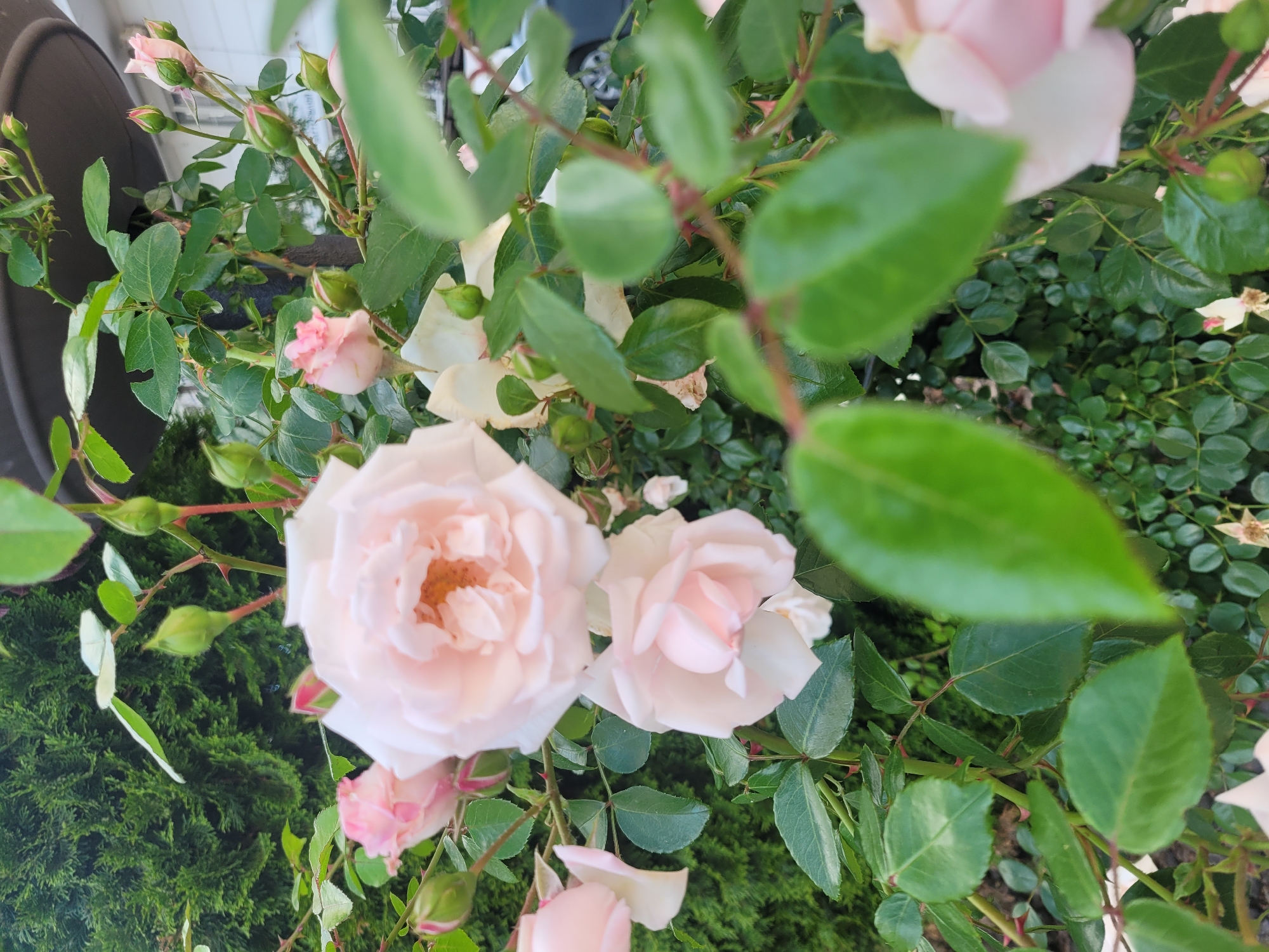 A close-up shot features a cluster of delicate pink roses and their buds, interspersed with vibrant green leaves and thorny stems. The flowers exhibit soft, layered petals, with some fully bloomed and others just beginning to unfurl. The background is a blur of more greenery, suggesting a garden setting. In the top left, a dark, rounded object, possibly a pot or planter, is partially visible. The overall impression is one of natural beauty and gentle, blooming life. The time of day and weather are not discernible. The provided context places the scene in Kyiv, Ukraine. No text is visible in the image.
