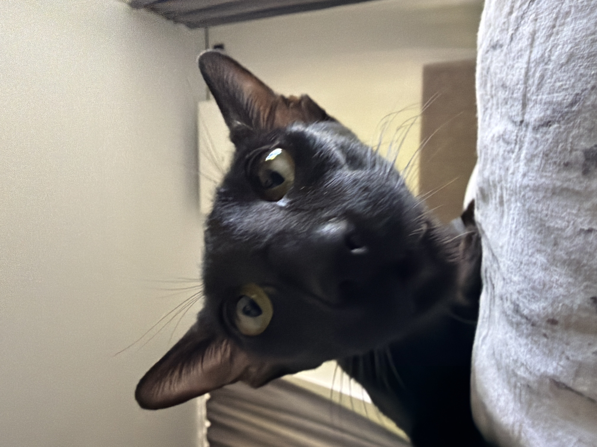 A black cat with large ears and yellow eyes is peeking over a textured, light-colored surface, likely a blanket or bedspread. The cat's face is close to the camera, creating a low-angle perspective. The background is blurred, showing a hint of curtains and a wall. The image does not provide enough information to determine its location in Chaikovsky, Russia.