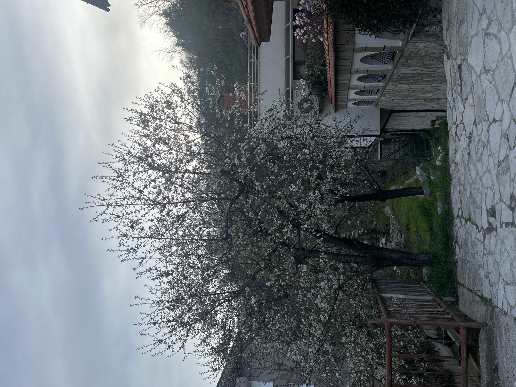 The image shows a cloudy outdoor scene in Zlatograd, Bulgaria. A blooming tree is the prominent feature, its branches filled with white blossoms. The background includes a white building with a red tile roof and decorative elements. A stone wall borders the building. Green grass is visible near the base of the tree. A weathered metal fence is located near the edge of a stone-paved path or street. The sky is overcast, creating diffused light.