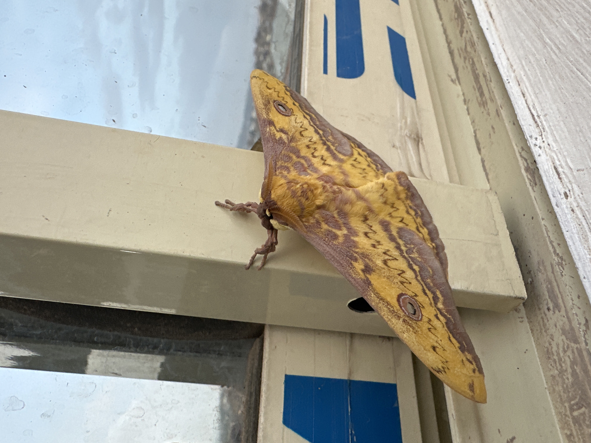 A large Emperor moth clings to a window frame. The moth is predominantly yellow and brown with intricate patterns on its wings. The window frame is off-white, and portions of blue painted stripes are visible on it. The location is in the city of Jos, Nigeria.