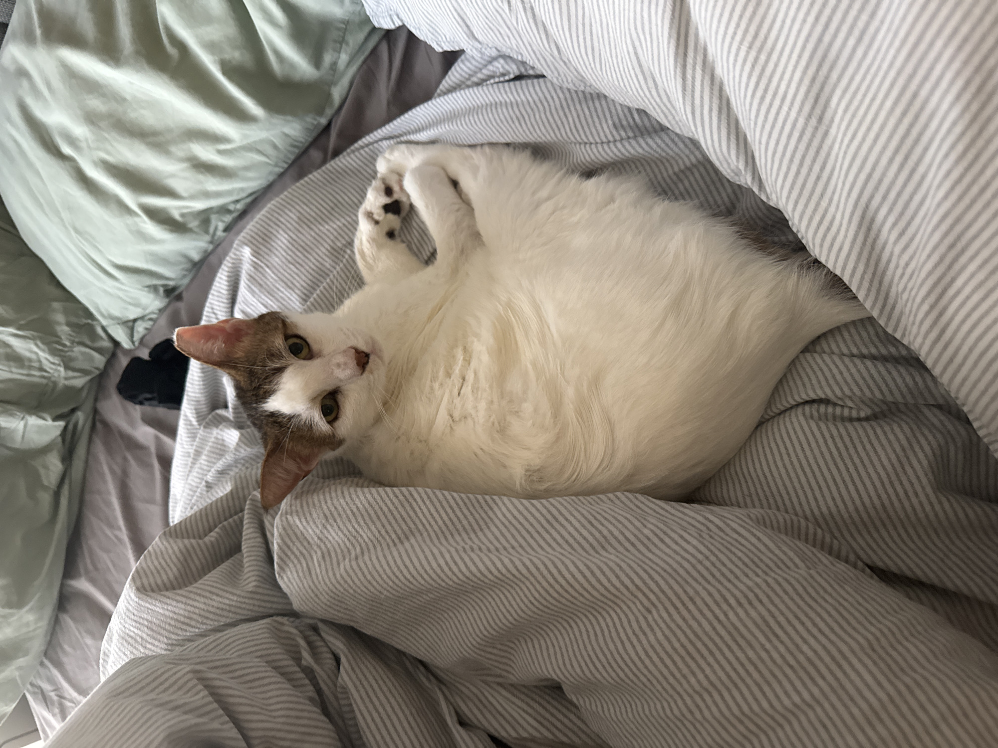 A cat lies on a bed. The cat is mostly white with brown markings on its head. The bed has light gray striped sheets and a light green pillow. There is a black object to the left of the cat's head. The environment appears to be a bedroom. There is no evidence of Dubai or the United Arab Emirates in this image.