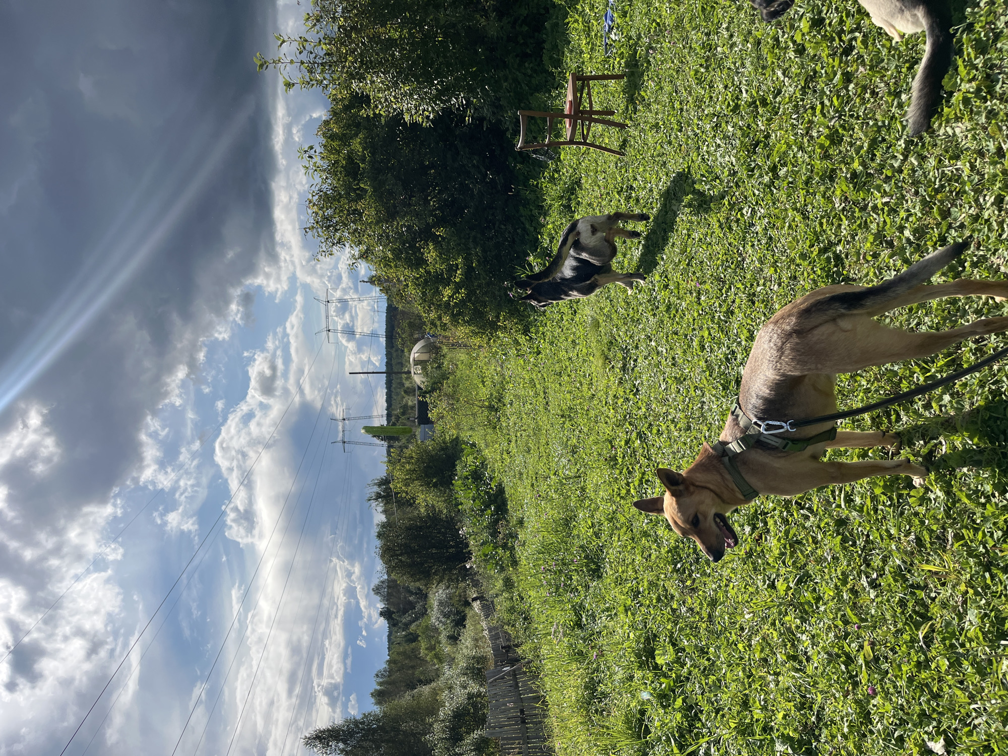 The image depicts an outdoor scene on a sunny day with scattered clouds in the sky. A medium-sized dog with tan fur and a green harness is in the foreground, facing left and looking towards the viewer with its mouth open. Behind it, a larger dog with black and tan markings is standing in a grassy field. Further in the background, there is a wooden chair, dense green foliage, trees, a wooden fence, and utility poles with power lines. The environment appears rural. The image does not provide any specific information that would place it in the city of Nizhny Tagil, Russia.