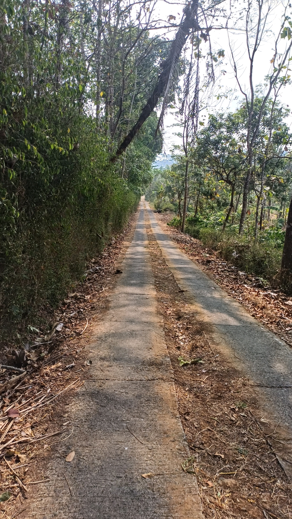 A paved road, possibly in a rural area of Mlobo, Indonesia, stretches into the distance, bordered on the left by a dense wall of green foliage and on the right by trees and dry leaves. The road surface is uneven, with visible cracks and patches, and is partially covered by fallen leaves and twigs. Sunlight filters through the trees, casting dappled shadows on the pavement. The overall impression is one of a quiet, somewhat unkempt rural pathway.