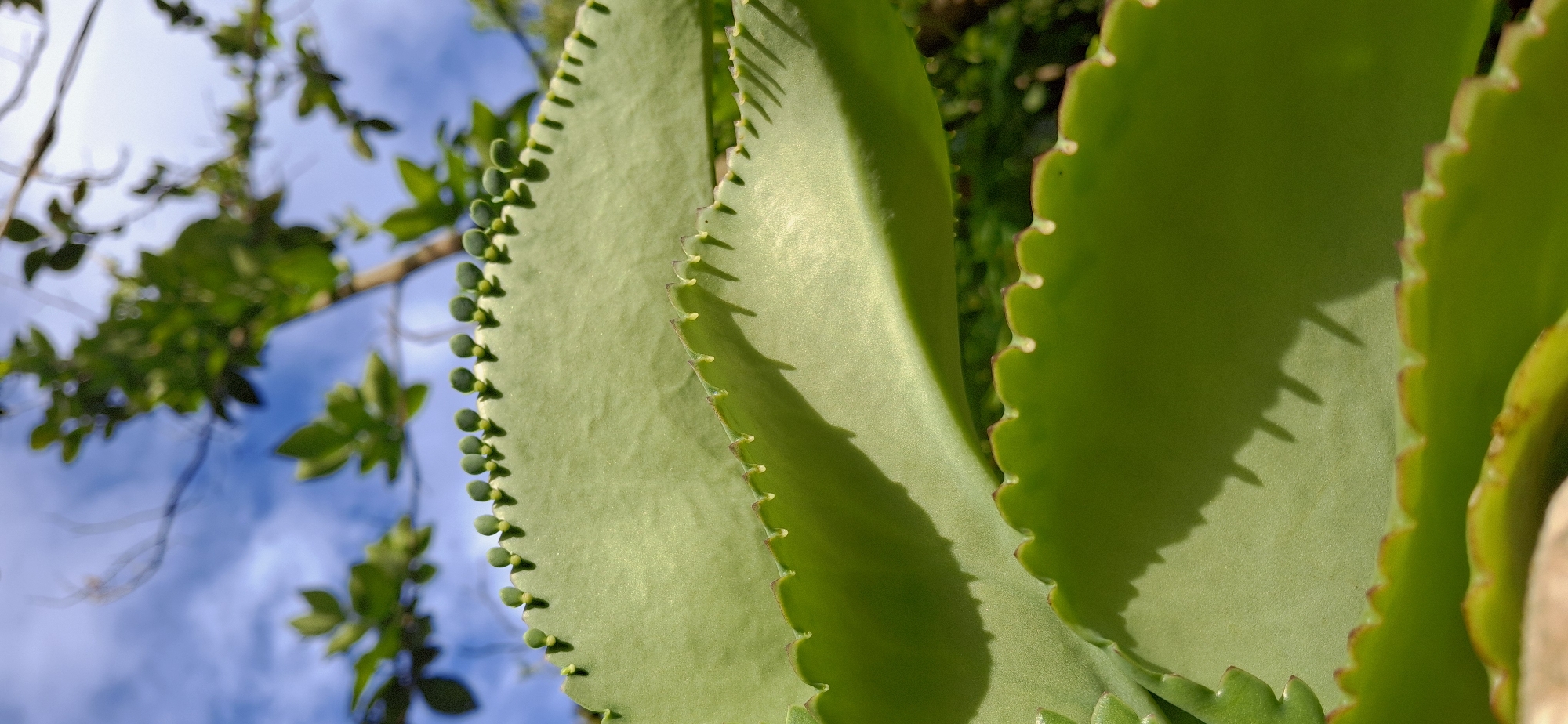A close-up, low-angle shot focuses on the serrated edges of large, succulent green leaves. These leaves are layered, with the closest one filling the bottom of the frame and another visible above it, slightly out of focus. The edges of the leaves are lined with tiny, bud-like growths, most clearly visible along the top leaf where they appear in a regular pattern. Small, almost droplet-like structures are also visible along the wavy edges. The leaves are casting sharp shadows on themselves, indicating a strong light source from above and to the right. In the background, out of focus, is a bright blue sky with wispy white clouds and the green foliage of trees. The scene appears to be outdoors, in a natural or garden setting. The specific location of Vallecito, Venezuela is not visually apparent in the image.
