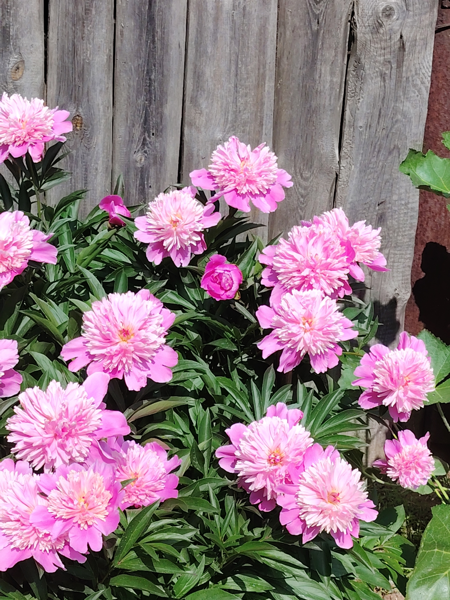 A close-up, eye-level outdoor shot features a cluster of vibrant pink peonies in full bloom against a backdrop of weathered, vertical wooden planks. The peonies, with their lush, layered petals and yellow centers, dominate the foreground, interspersed with dark green foliage. The wooden fence, showing signs of age and texture, creates a rustic contrast to the delicate flowers. The lighting suggests a sunny day, casting subtle shadows and highlighting the details of both the blossoms and the wood. The scene is devoid of any human presence or discernible urban elements, suggesting a garden or natural setting. Without specific landmarks or context, the precise location within Chaikovsky, Russia cannot be determined from the image alone.