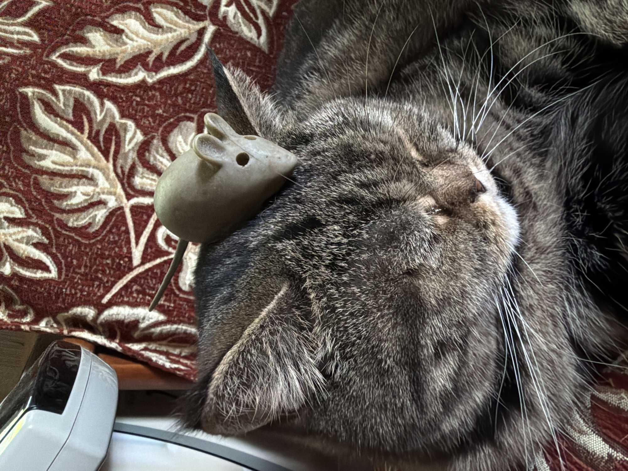 A close-up shot shows a tabby cat sleeping soundly with a gray toy mouse resting on its head near its ear. The cat's head is positioned to the right side of the frame. The cat's fur is a mix of gray and dark brown hues, and its whiskers are long and white. The toy mouse is positioned near the cat's left ear. A red-brown floral patterned cushion can be seen in the background on the left. To the bottom left of the frame, a white, shiny, possibly electronic device is situated. There is no information in the image to indicate this photograph was taken in Izhevsk, Russia.