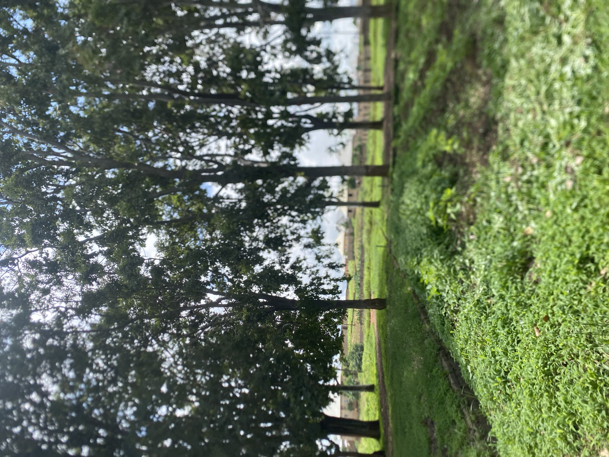 The image depicts a serene outdoor scene in Bukuru, Nigeria. In the foreground, lush green grass covers the ground, with a small, dark ditch running alongside it. Beyond the grass, a row of mature trees with dark trunks and full canopies stand tall, their leaves dappled with sunlight. In the middle ground, more green grass stretches out, with hints of cultivated land and buildings visible in the distance. The buildings appear to be residential, with light-colored walls and roofs. The sky above is a soft blue with scattered white clouds. The overall impression is one of a peaceful, semi-rural environment.