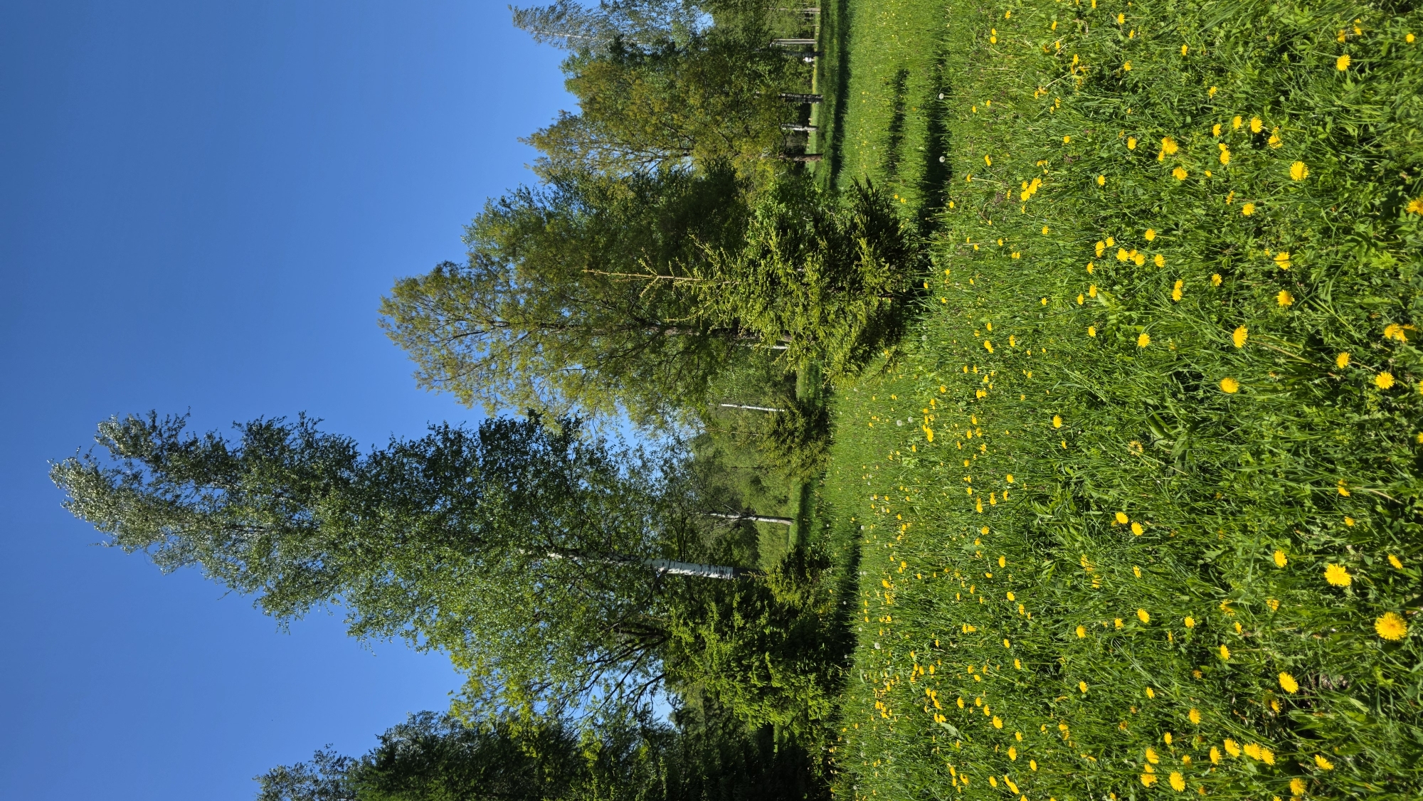 The image depicts a sunny day in Gatchina, Russia. A grassy field, densely populated with yellow dandelions, occupies the right half of the frame. The left half features several birch trees with bright green foliage, contrasting against a clear, cloudless blue sky. The angle suggests the photograph was taken looking upwards, with the trees appearing to lean toward the left and the field sloping down. The presence of shadows cast on the grassy area indicates the sun is positioned to the right of the frame. There are no people visible in the image.