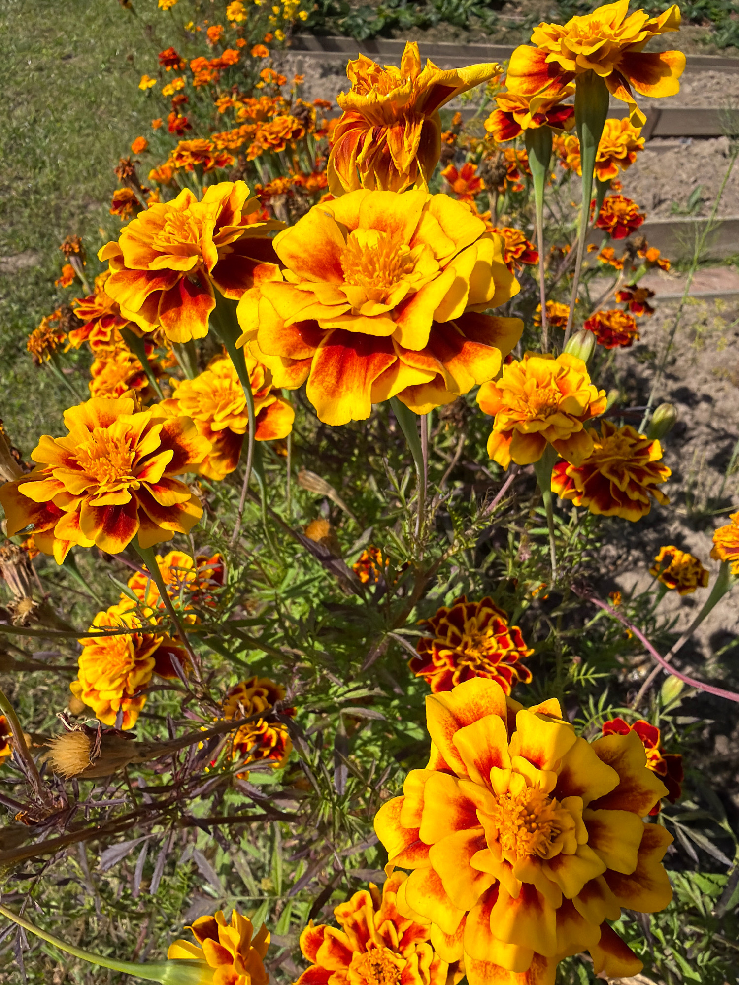 In a sunlit outdoor setting, a vibrant patch of marigold flowers is in full bloom. The flowers display a gradient of colors, ranging from bright yellow to deep orange and red. The petals are ruffled and layered, creating a full, textured appearance. Some of the marigolds are in sharp focus in the foreground, while others are softly blurred in the background, suggesting a shallow depth of field. The surrounding environment includes green grass and dry, brown foliage, indicating a natural or garden setting. The overall impression is one of natural beauty and abundance.