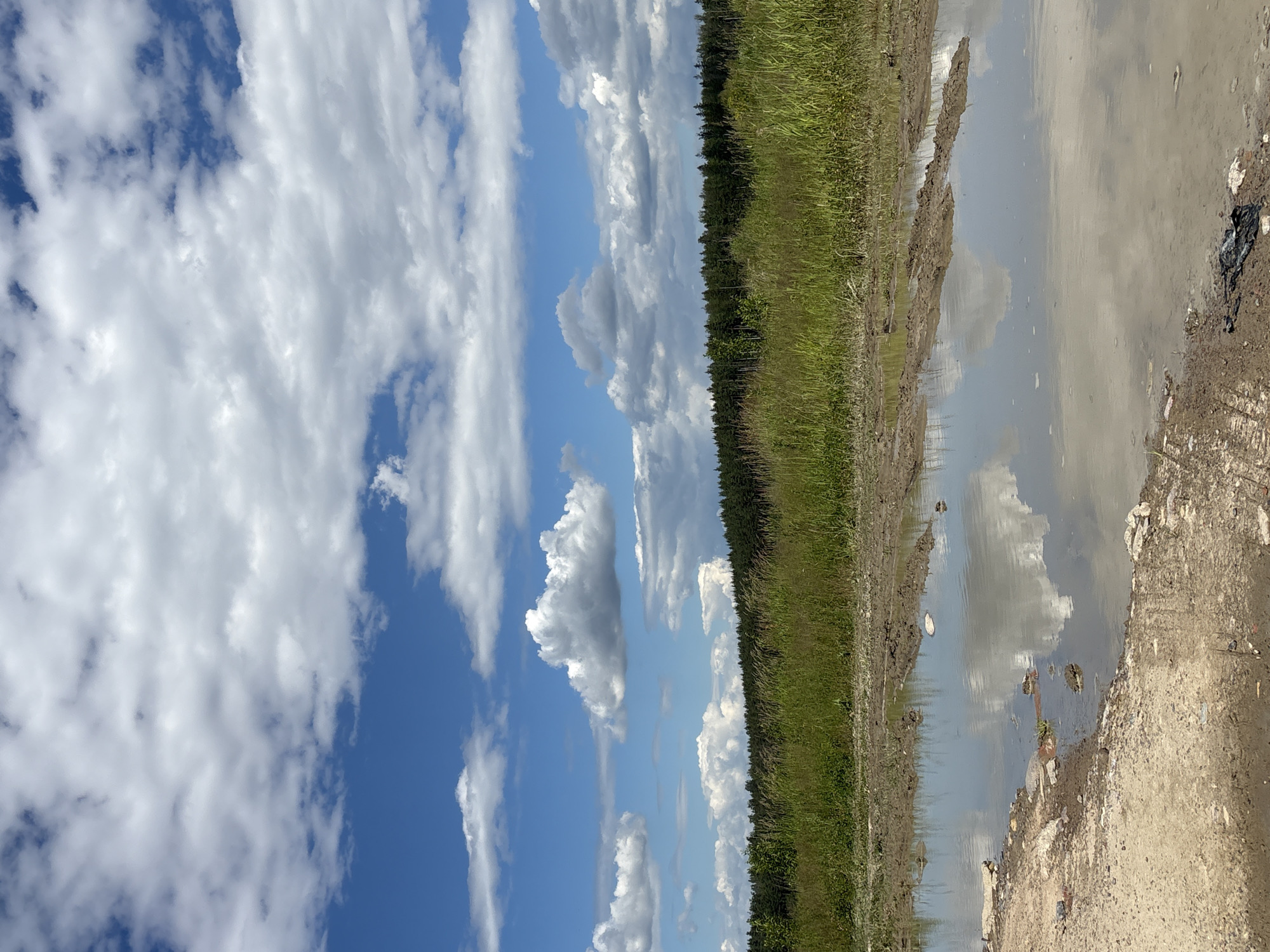 The image depicts a muddy puddle in the foreground, reflecting the sky and surrounding vegetation. In the midground, there is a field of tall grass and wildflowers, transitioning into a dense forest line along the horizon. The sky above is blue with scattered white cumulus clouds. The scene appears to be an outdoor rural or semi-rural area.