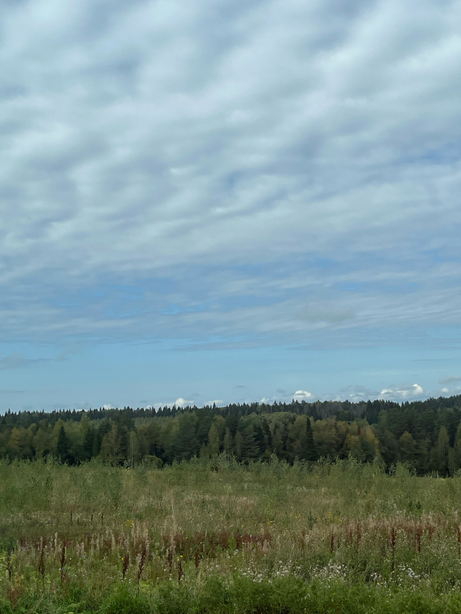 A serene, overcast day unfolds over a wide expanse of vegetation in Semenovo, Russia. The foreground is dominated by a field of tall, green grasses and wildflowers, interspersed with dry, brown stalks and seed heads. This verdant carpet stretches to the horizon, where it meets a dense, undulating line of trees forming a forest. The trees are a mix of evergreen and deciduous, with shades of deep green and hints of autumnal yellow and red visible. Above the treeline, the sky is a soft blue, crisscrossed with wispy, light gray clouds that stretch across the entire upper portion of the image, obscuring the sun and casting a diffused light over the landscape. There are no people, animals, or man-made structures visible in the scene.