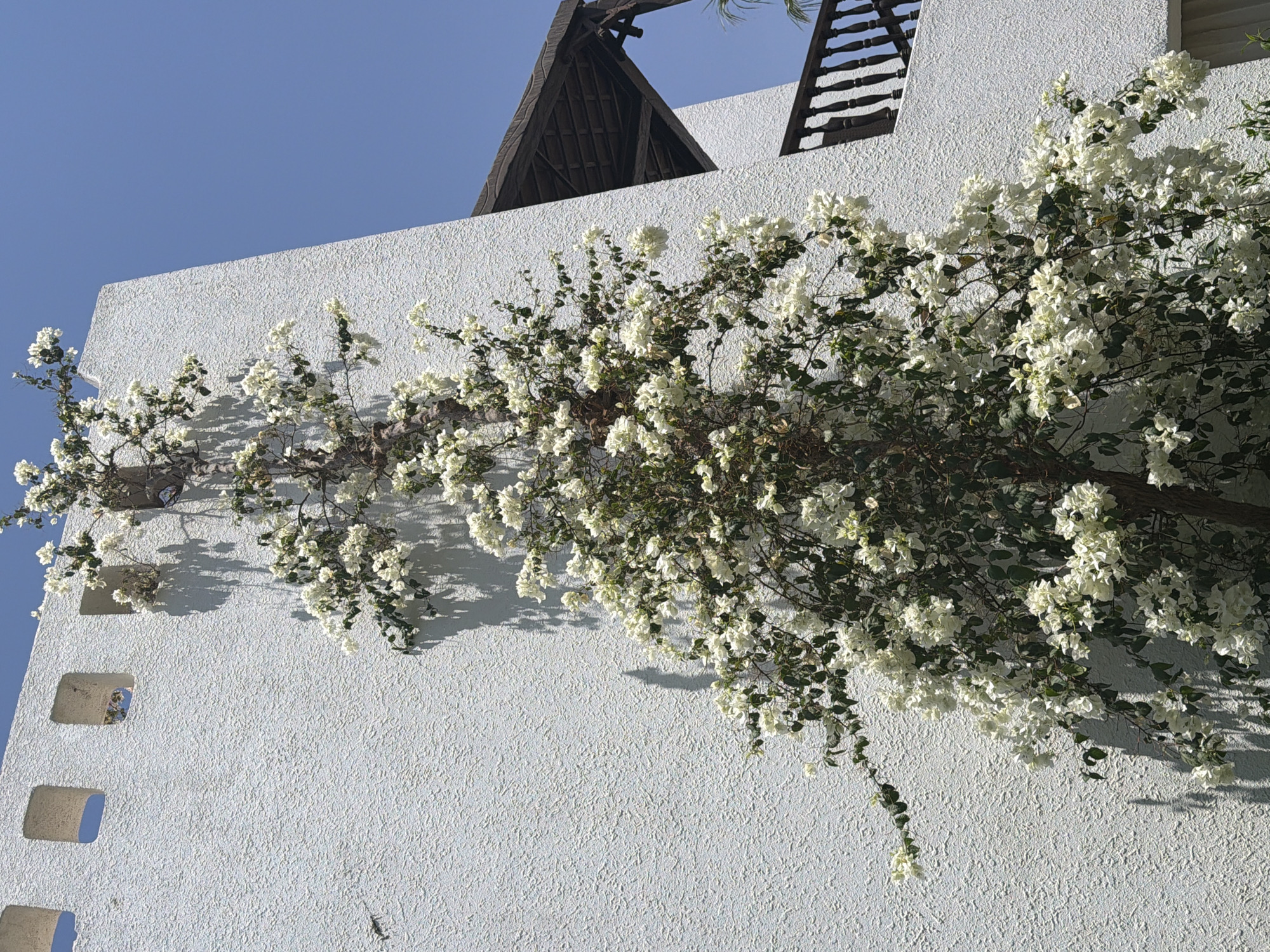 An outdoor, low-angle medium shot captures a white, textured building with a vine of white bougainvillea flowers growing vertically up its side. The building has several square openings, resembling small windows or decorative cutouts, along the top left portion of the wall. To the right, a section of a dark wooden balcony with railings and a sloped roof is visible against a clear blue sky. The bright sunlight casts shadows from the flowers and building onto the textured white wall. No people or animals are present in the image. The architecture and bright, sunny environment are consistent with a location in Sharm El Sheikh, Egypt.