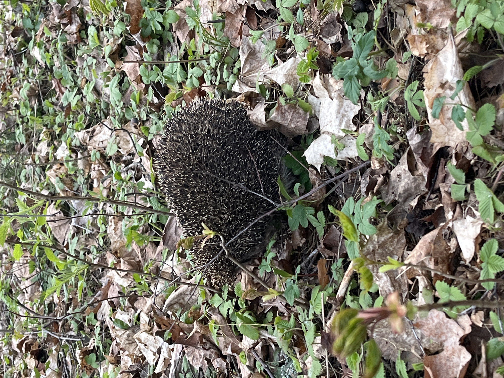 A hedgehog is captured resting on the ground, partially curled into a defensive ball, with its dark, spiny coat prominent against the natural backdrop. The animal is the central subject, blending with its surroundings.
The scene is an outdoor setting, likely a forest floor or woodland edge, covered densely with a mix of light brown and pale, dry deciduous leaves, interspersed with patches of lush green undergrowth and small plants. Thin, dark branches and twigs crisscross the ground, adding to the natural texture. The lighting appears soft and diffused, without strong shadows, suggesting either an overcast day or a shaded area. The combination of old, fallen leaves and new, vibrant green foliage indicates that the image was taken during spring or early summer. There are no people visible in the image, nor any discernible text.
