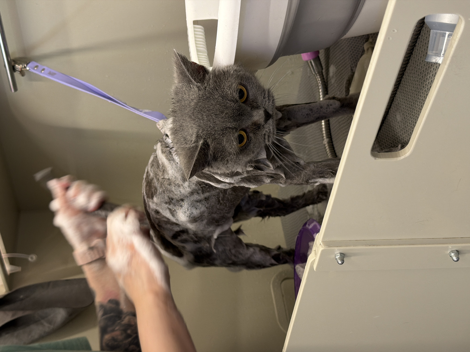 A grey short-haired cat is captured mid-bath in what appears to be a specialized pet washing station. The cat is thoroughly soaked and covered in abundant white soap suds, particularly on its head, back, and legs. Its large, round yellow eyes are wide open, fixed on the viewer, giving it a startled or displeased expression. A light purple leash, with the word "blurr" visible on it, tethers the cat to a metallic bar on the left side of the frame.
A person's hands, also covered in soap suds and actively washing the cat, are visible in the lower-left corner. One arm has a visible dark tattoo. The bathing area features white or light beige plastic/metal structures. On the right, a slanting wall includes a rectangular cutout, revealing a grey, textured mat lining the inside and a silver shower hose. A small, clear plastic component, possibly a dispenser, is also mounted on this structure. A vibrant purple item, possibly a brush or bowl, is seen near the cat's rear paws. The background of the tub is a plain, light color. The scene depicts an indoor pet grooming activity. While the location context is Tbilisi, Georgia, no specific visual cues in the image corroborate this geographical detail.
