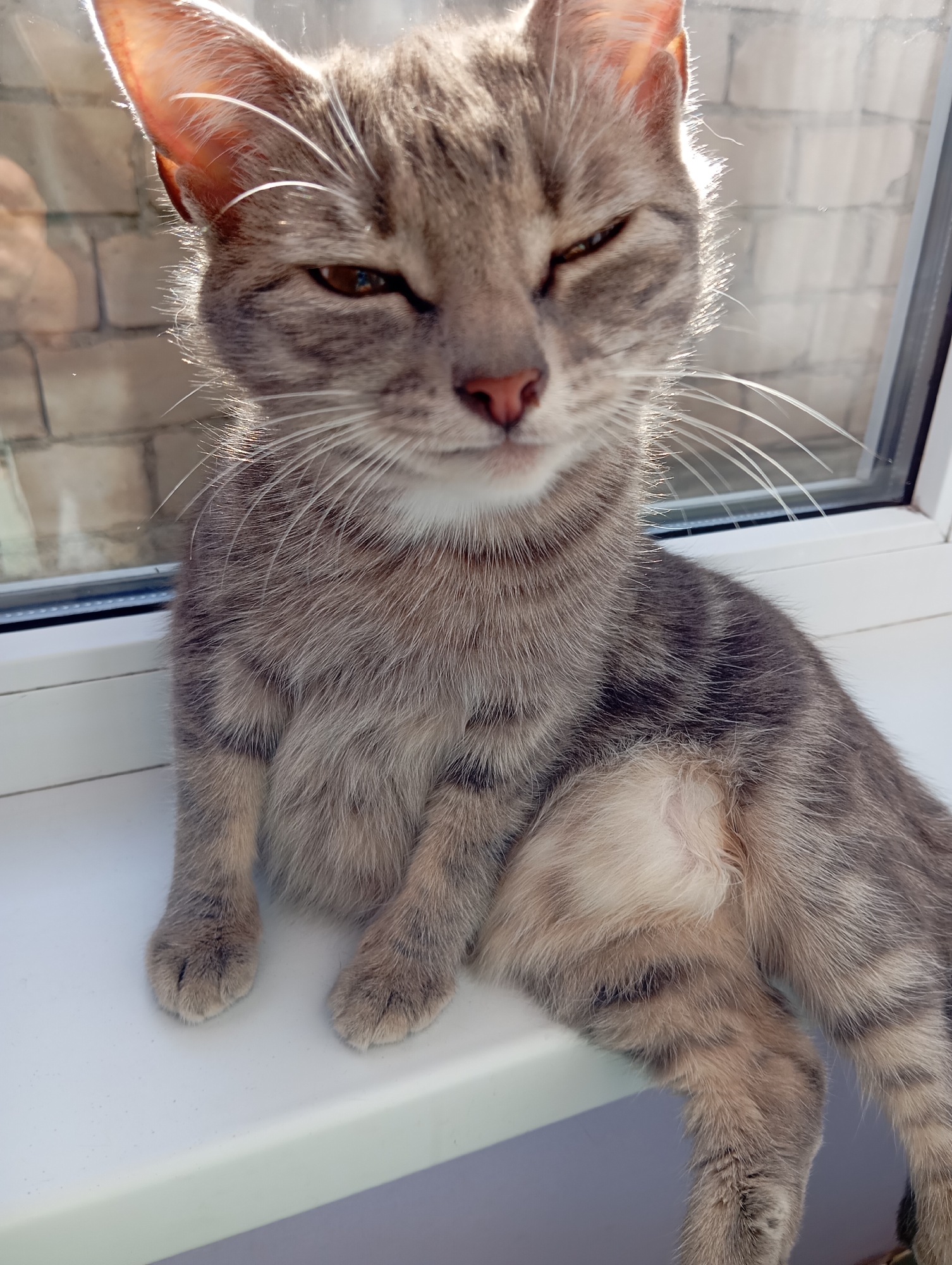 A gray tabby cat sits on a white windowsill indoors. The cat's eyes are squinted. A window and brick exterior are visible behind the cat. The photo was likely taken in Baksan, Russia.