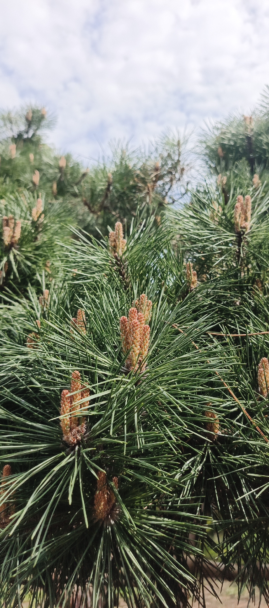 A close-up, vertical shot captures vibrant green pine branches against a bright, cloudy sky. The dominant subjects are the numerous clusters of developing male pine cones, distinguished by their light brown to reddish-orange color and cylindrical, segmented appearance. These cones are interspersed among the long, sharp green needles of the pine boughs, indicating new growth.
The foreground and midground are filled with the dense pine foliage, showcasing the intricate texture of the needles and the budding cones. The lighting suggests it is daytime, with soft, diffused light illuminating the scene. The sky in the background features scattered white clouds, appearing slightly hazy or softly focused. There is no visible activity, as the image captures a static natural scene. The setting is outdoors, likely in a park or natural area in Tbilisi, Georgia. No text is visible in the image.
