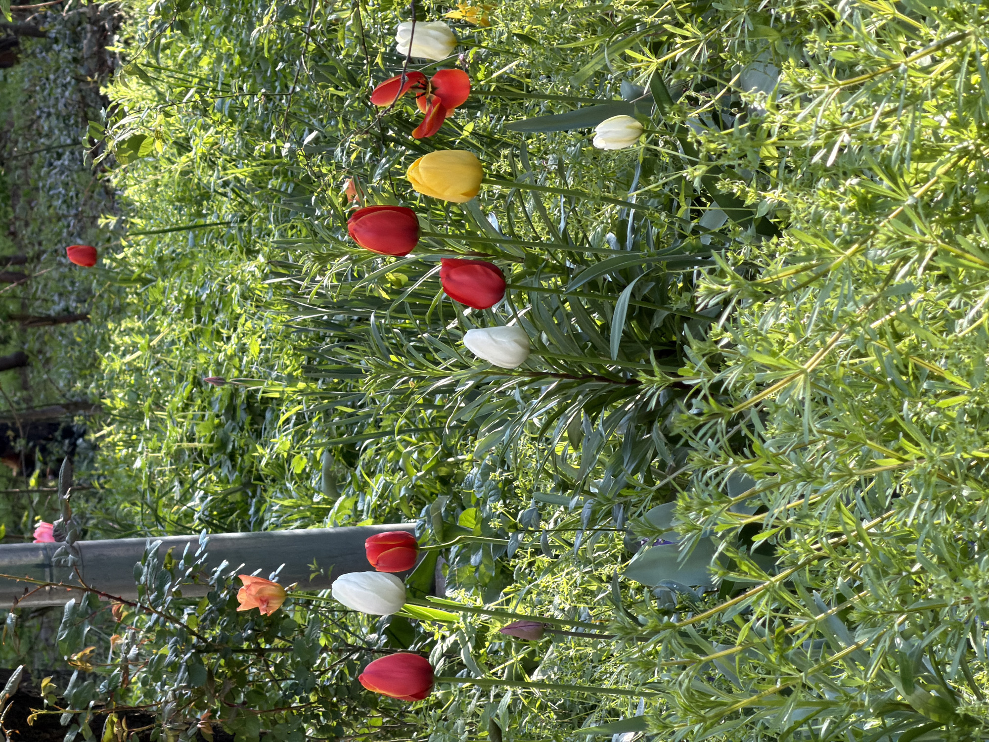 The image depicts a garden scene. Red, white, and yellow tulips are interspersed among dense green foliage, possibly in a park or garden setting. A horizontal metal pipe appears in the lower left portion of the image, suggesting a fence or structural element. The foliage is dense and intricate. Due to the available information, there is nothing to indicate that the image was taken in Sofia, Bulgaria.
