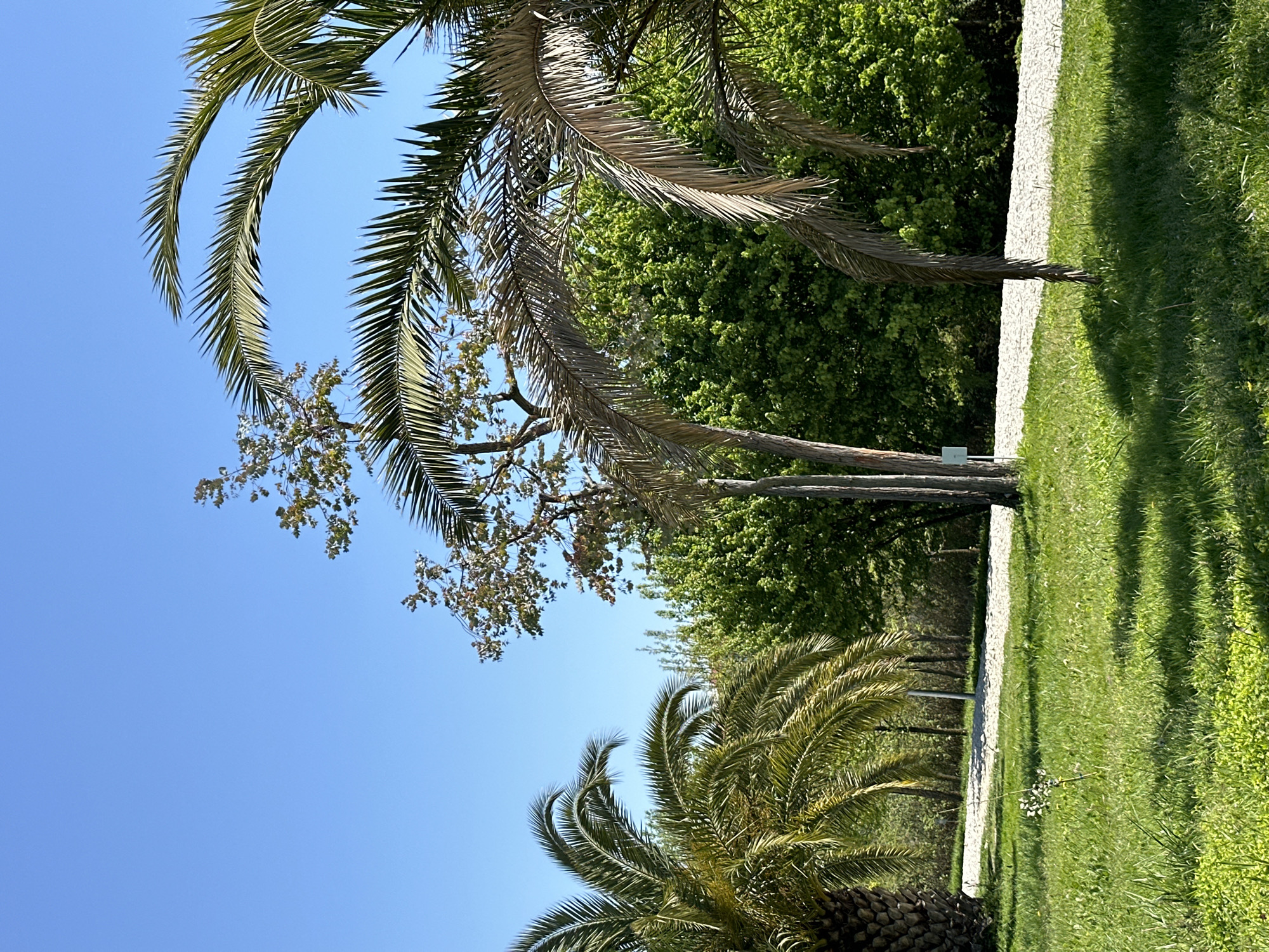 The image displays an outdoor landscape, likely a park or garden in Sirius, Russia, under a clear, bright blue sky. Several palm trees dominate the scene, featuring both vibrant green fronds and some drier, light brown fronds. Behind these, a lush expanse of green deciduous trees forms a dense background. A light-colored, possibly gravel or paved, pathway winds through the scene, flanked by well-maintained green grass. Bright sunlight illuminates the area, casting distinct shadows on the grass to the right of the path, indicating a sunny daytime setting. No human activity or visible text is present in the tranquil scene.