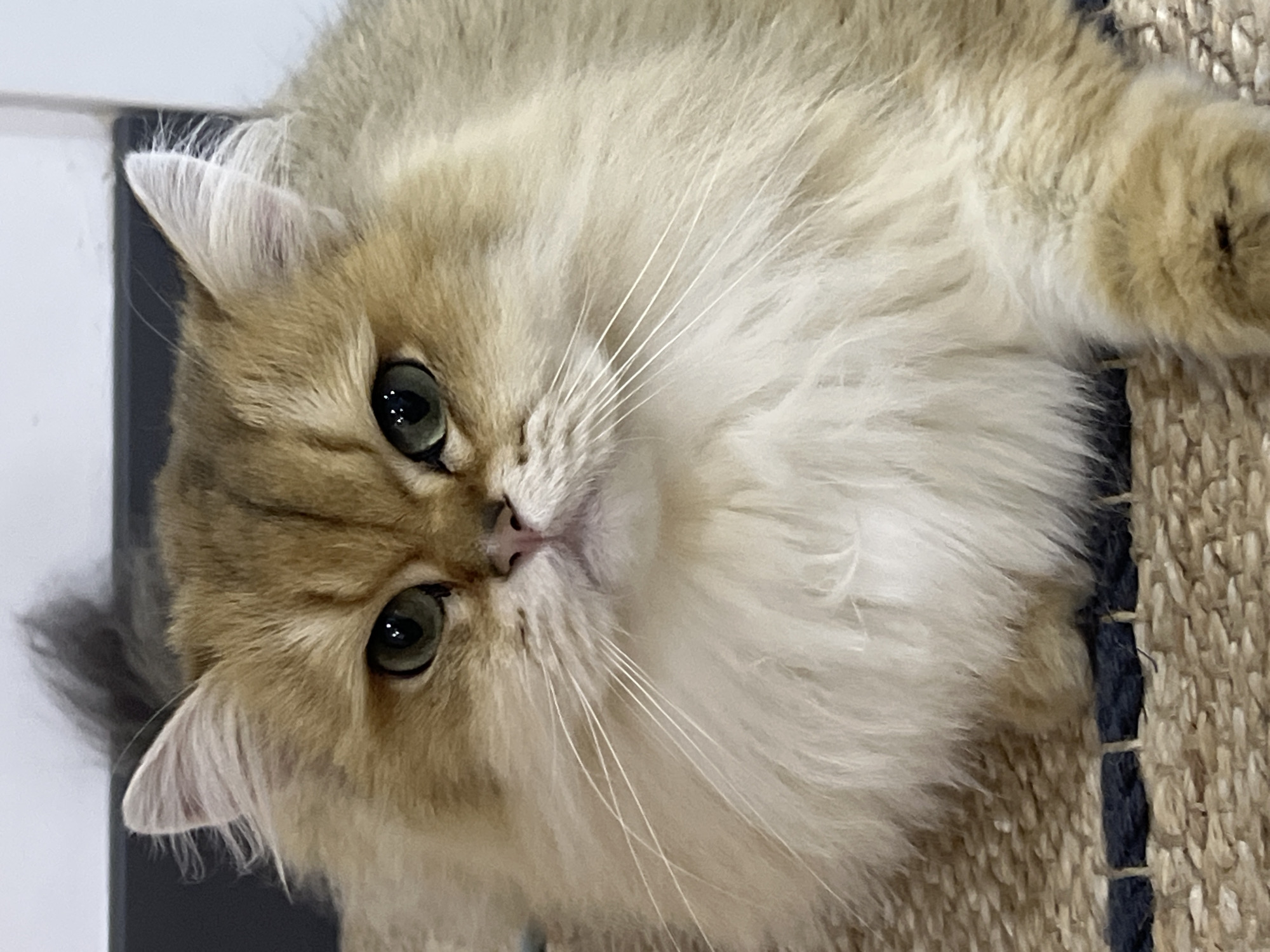 A close-up, eye-level shot shows a golden-brown Persian cat lying down on a woven rug with navy blue stripes. The cat has large, green eyes, a pink nose, and prominent white whiskers. Its fur is fluffy and light brown, with a white ruff around its neck. The background is blurred, with a grey wall and a dark horizontal surface. The image is taken indoors, possibly in a home environment in Aksu, Turkey, though no specific city landmarks or elements are identifiable.